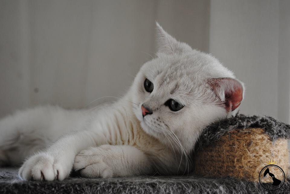 BR�T�SH S�LVER O�LUMA D��� E� ARIYORUM