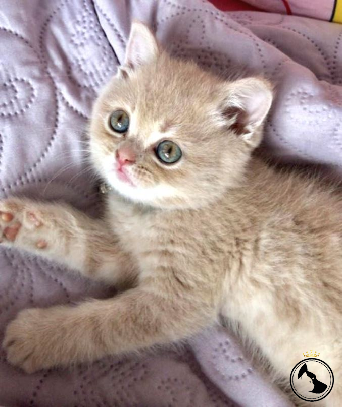 İlan Bulunamadı.. Dost Patiler Kedi Köpek Dünyası Kedi ve