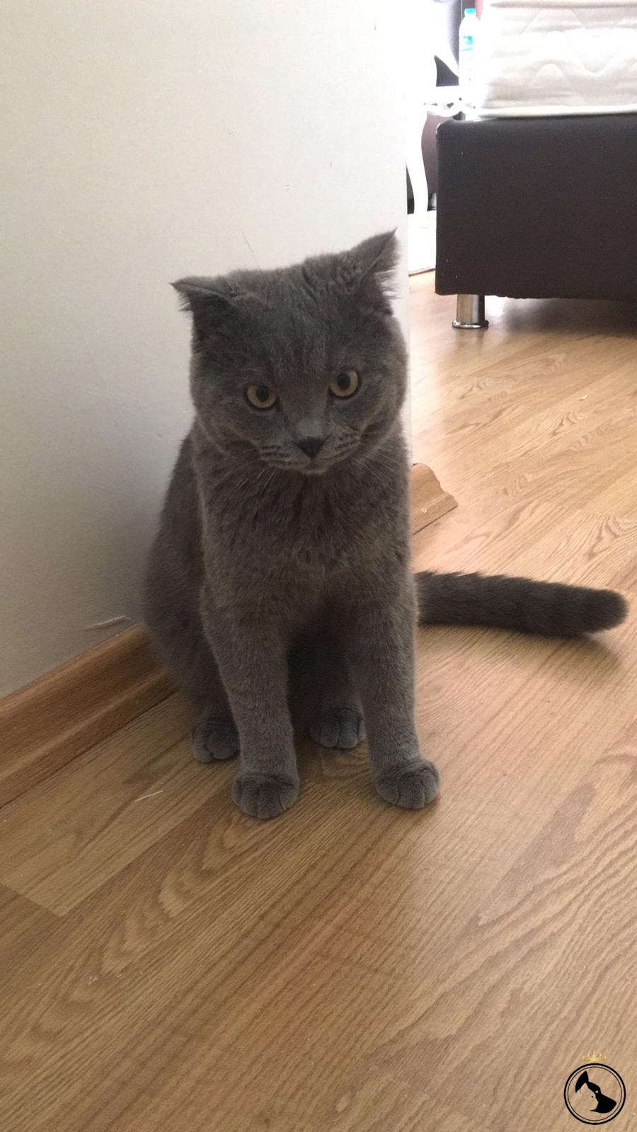 Oğluma gelin ariyoruz Dost Patiler Kedi Köpek Dünyası Kedi ve