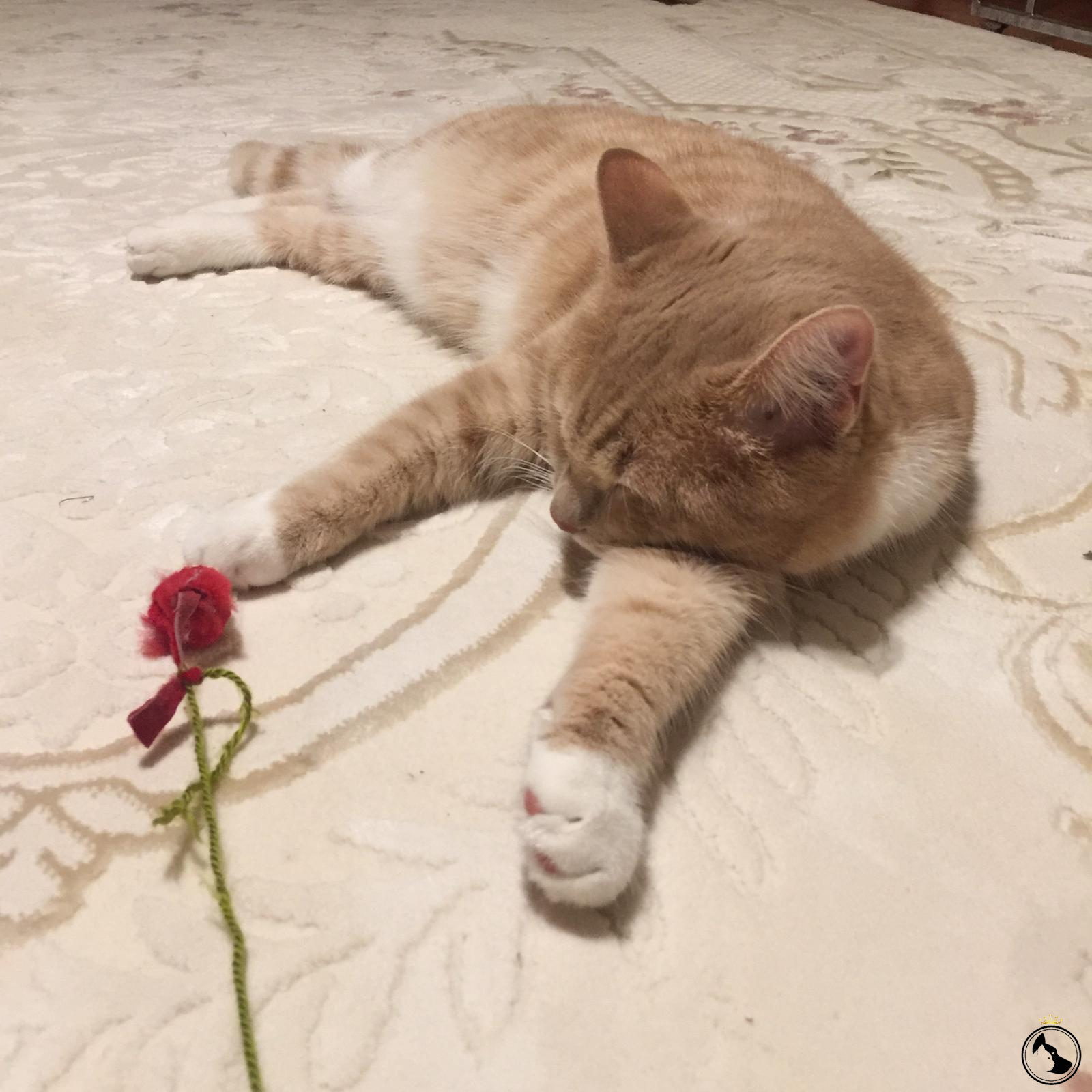 OĞLUMA EŞ ARIYORUM Dost Patiler Kedi Köpek Dünyası Kedi ve