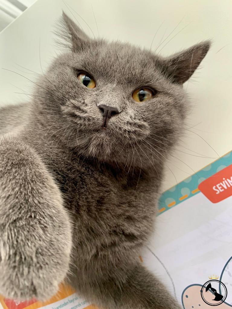 BRITISH SHORT HAIR ERKEK KEDİME EŞ ARIYORUM Dost Patiler Kedi Köpek