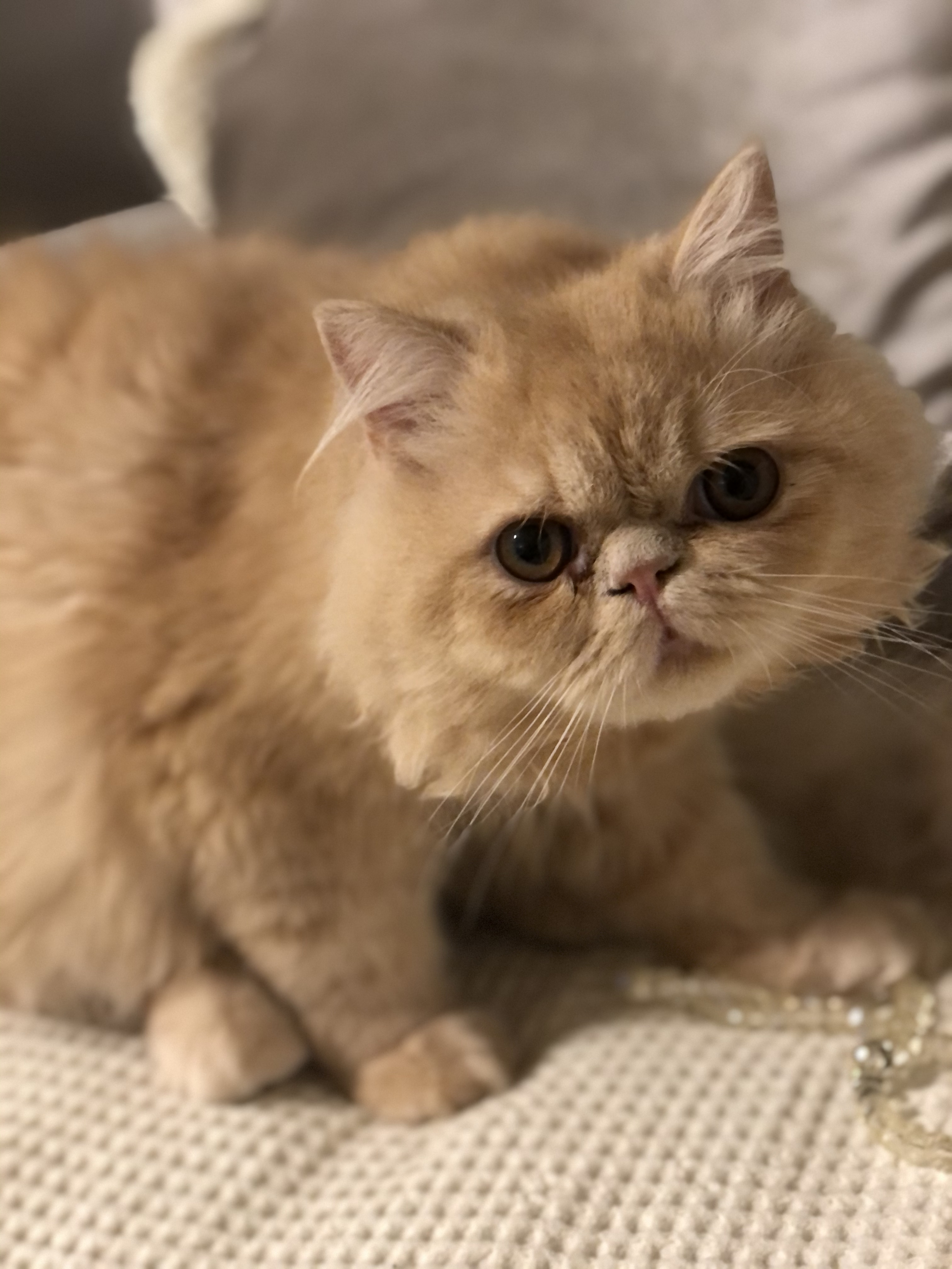 kedi dünyası