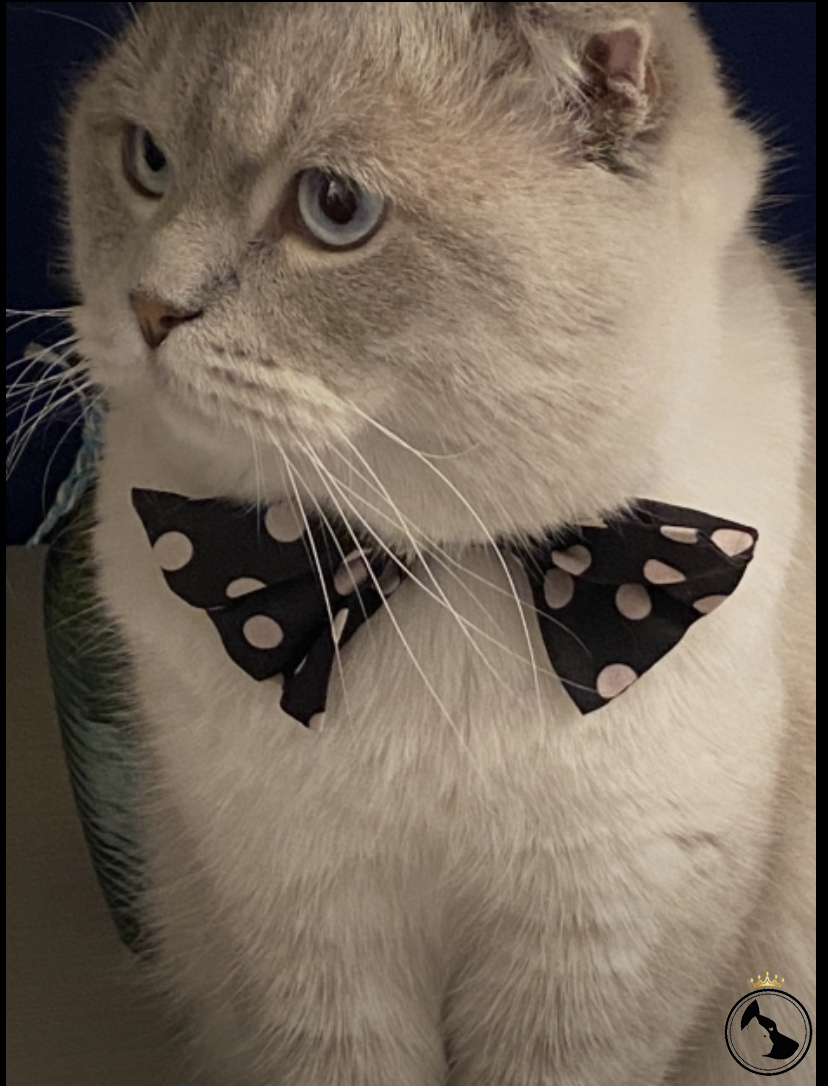 Yakışıklı oğluma gelin adayı Dost Patiler Kedi Köpek Dünyası Kedi