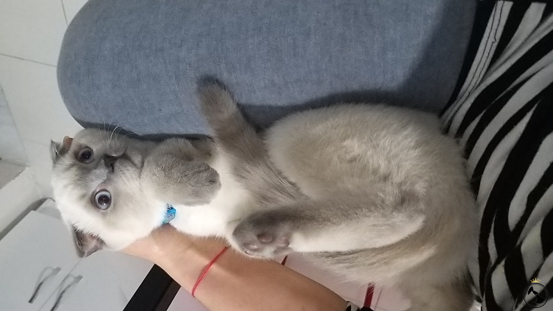Scottish fold blue point Dost Patiler Kedi Köpek Dünyası Kedi ve