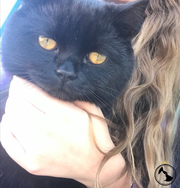 British shortheir kedime eş arıyorum Dost Patiler Kedi Köpek
