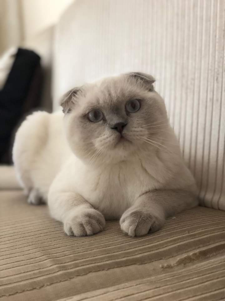 Yakışıklı oğluşuma eş arıyorum. Dost Patiler Kedi Köpek Dünyası