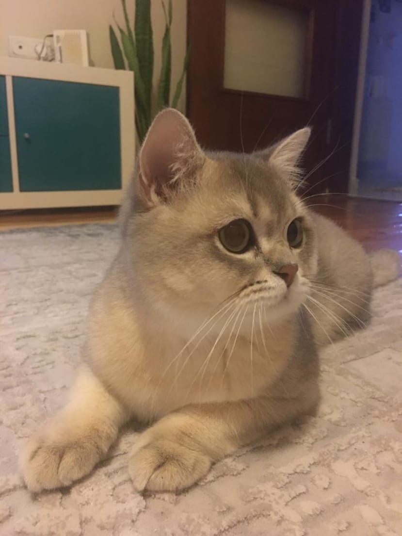 Yakışıklı british oğluma eş arıyoruz Dost Patiler Kedi Köpek