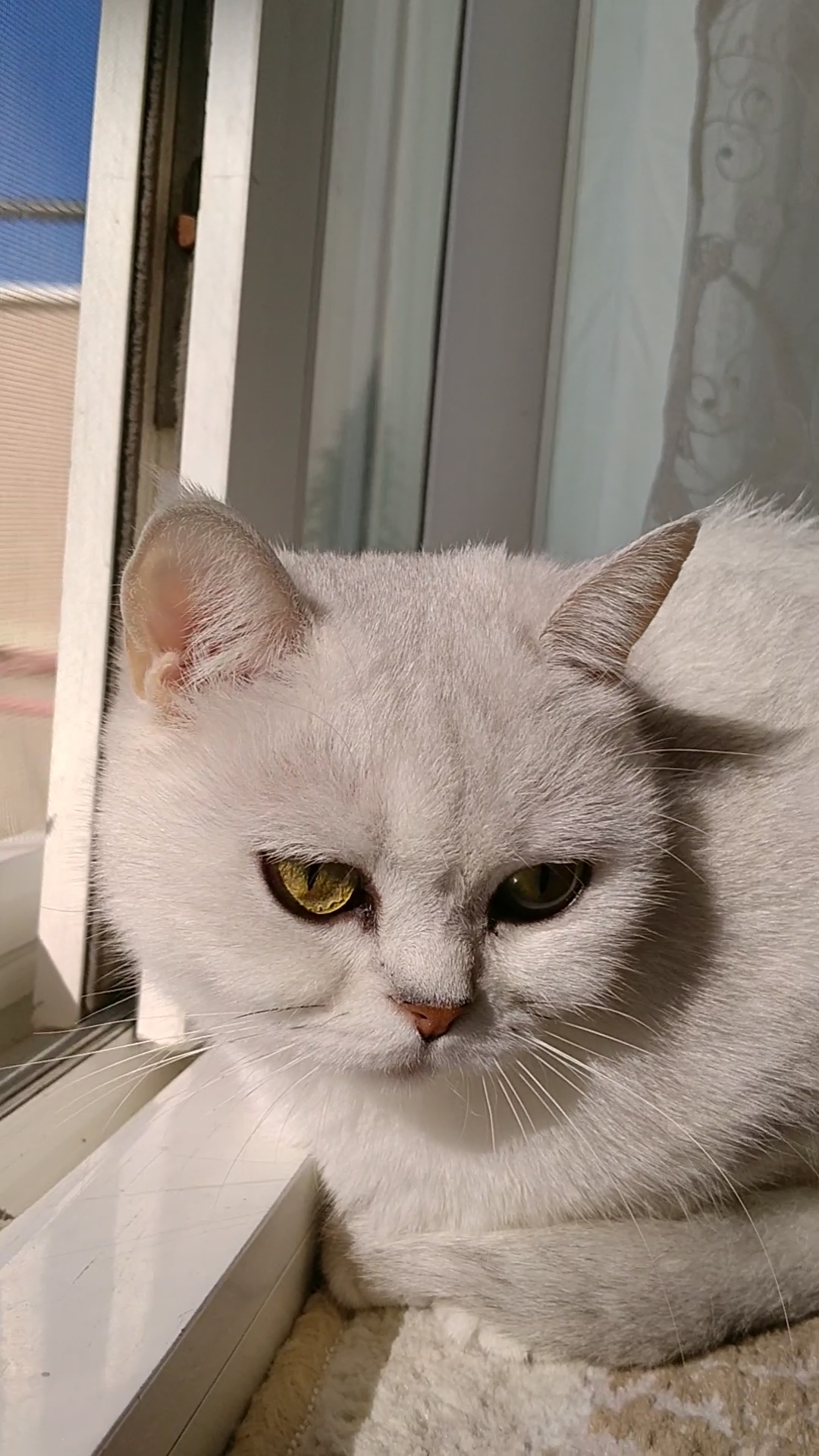Kızlarımıza eş ariyoruz Dost Patiler Kedi Köpek Dünyası Kedi ve