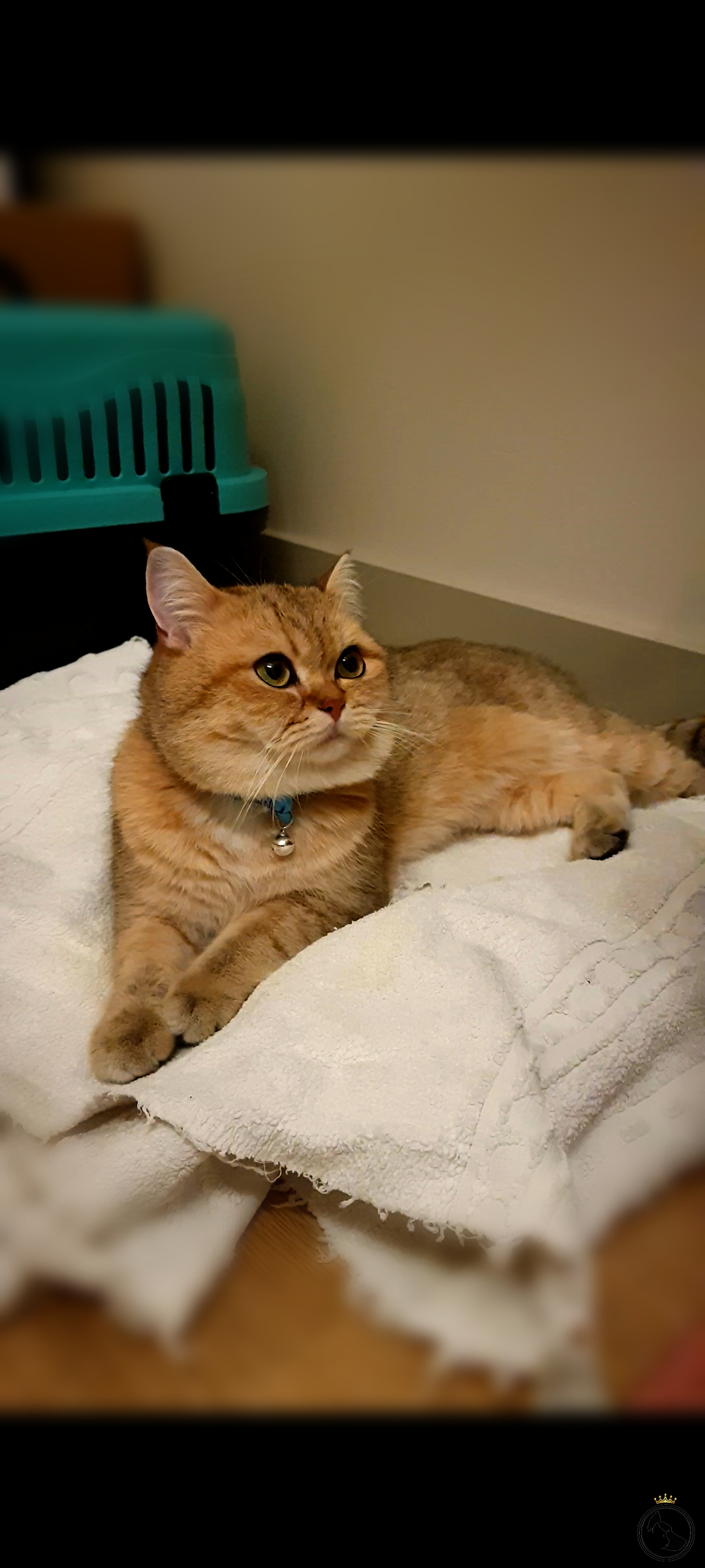 Kediler Kralı Golden British Oğluma Eş Arıyorum Dost Patiler Kedi