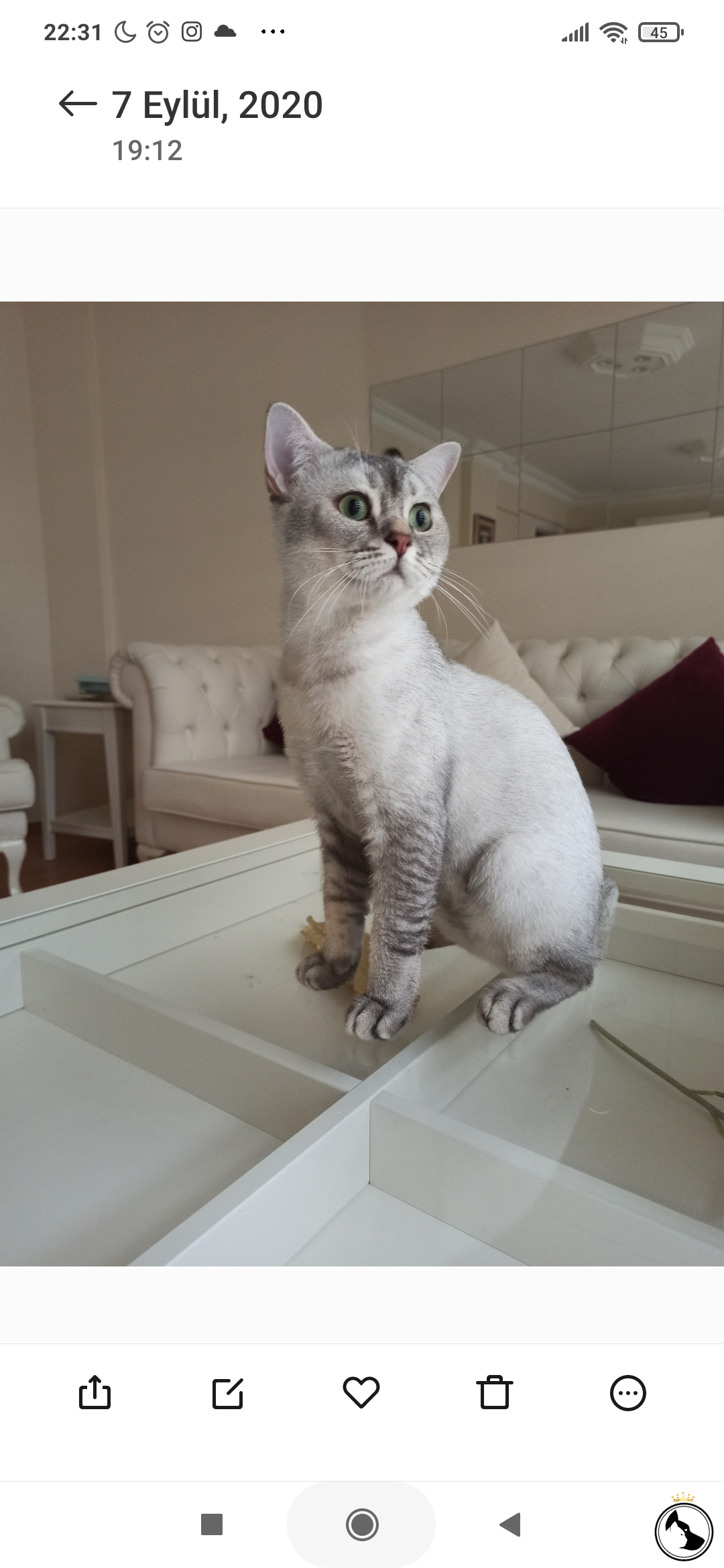 Silver ns11 erkek Dost Patiler Kedi Köpek Dünyası Kedi ve