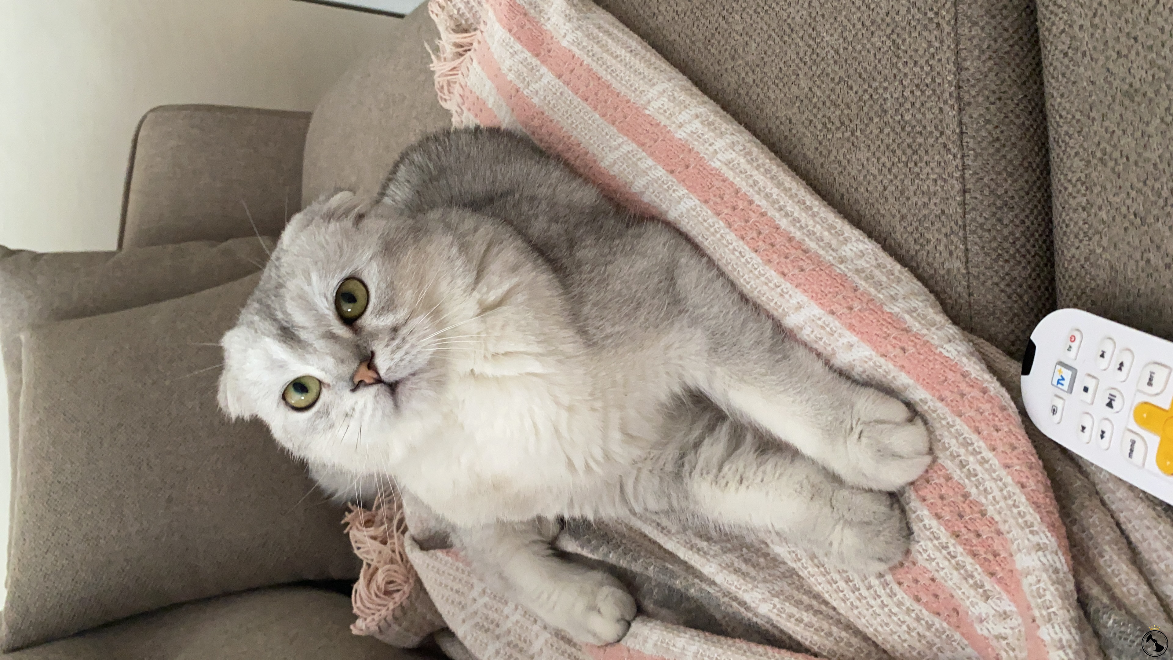 1 yaşında safkan Scottish fold oğlumuzu çiftleştirmek istiyprux Dost