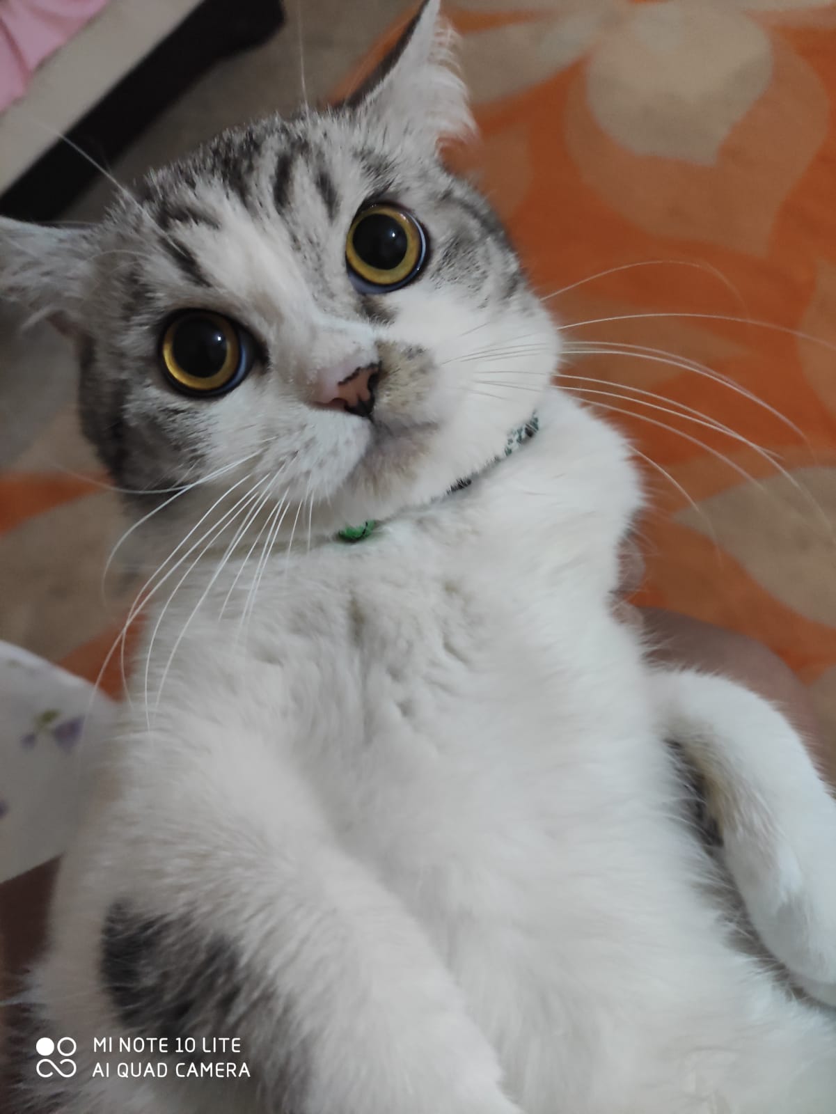 British Shorthair ile Persian (İran Kedisi) Melezi oğlumuza eş arıyoru