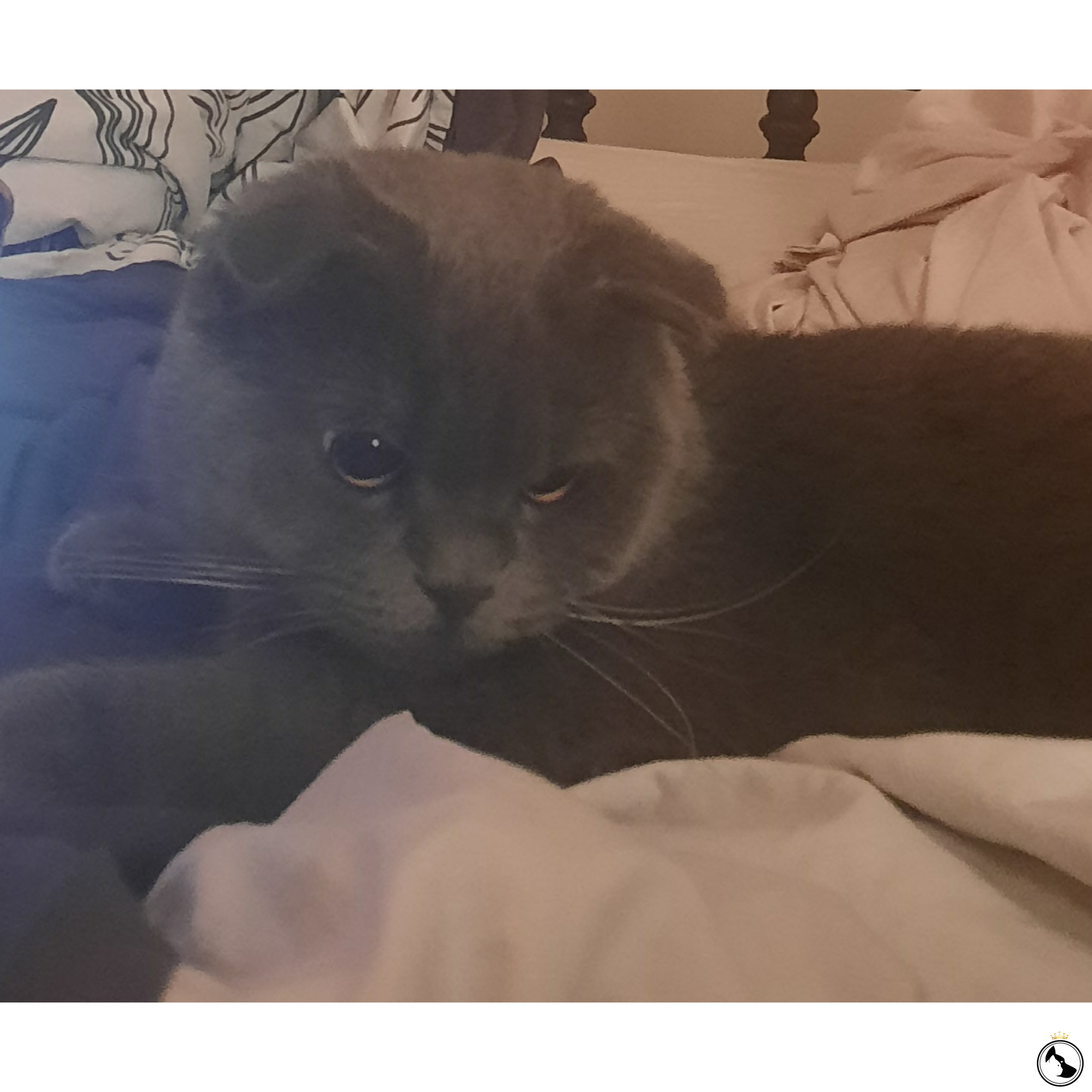 1 yaşında prensimiz Tango�ya eş arıyoruz Dost Patiler Kedi Köpek
