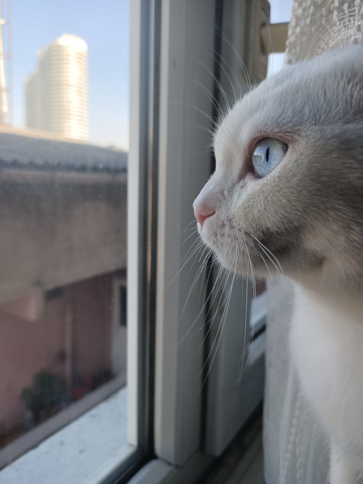 Eş arıyoruz Dost Patiler Kedi Köpek Dünyası Kedi ve Köpekler İçin