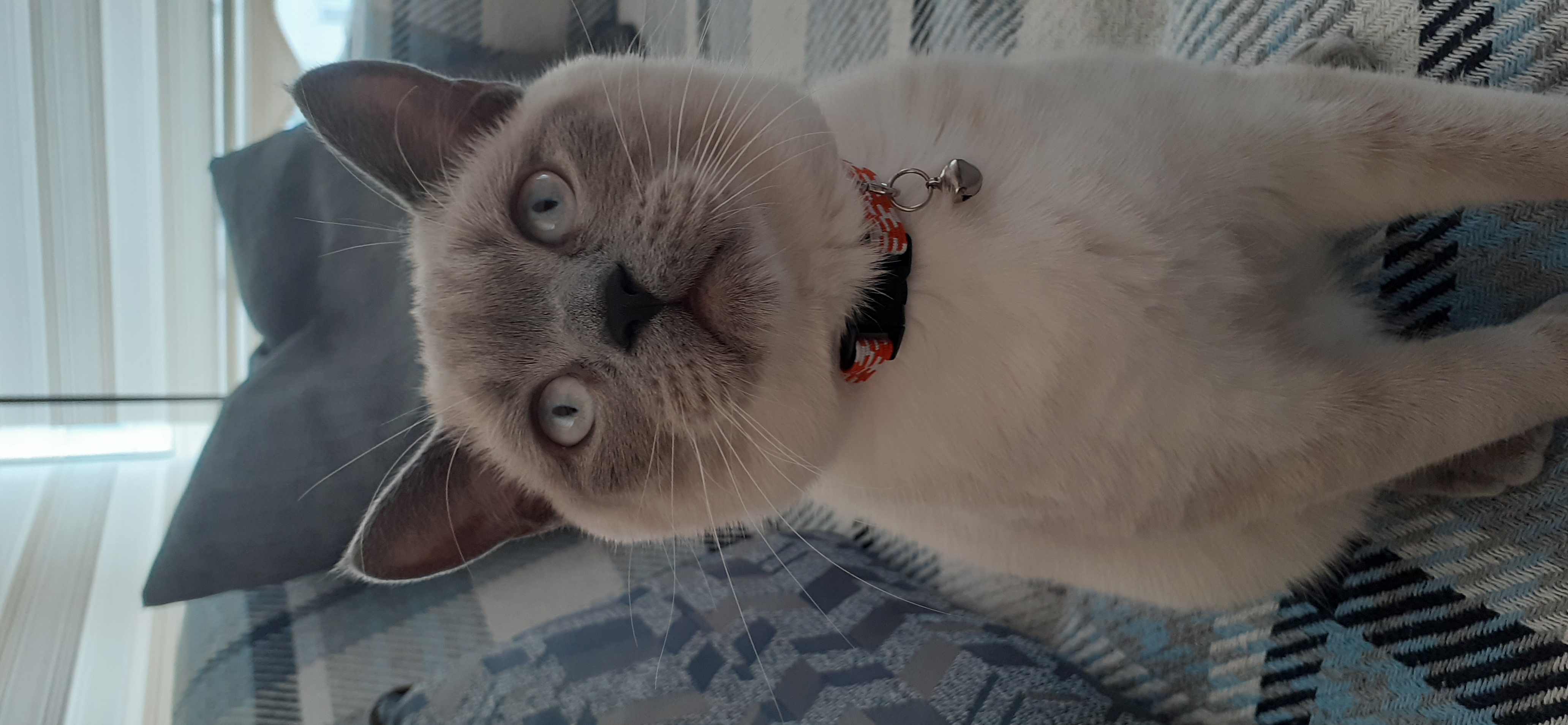 Oğlumuza eş arıyoruz Dost Patiler Kedi Köpek Dünyası Kedi ve