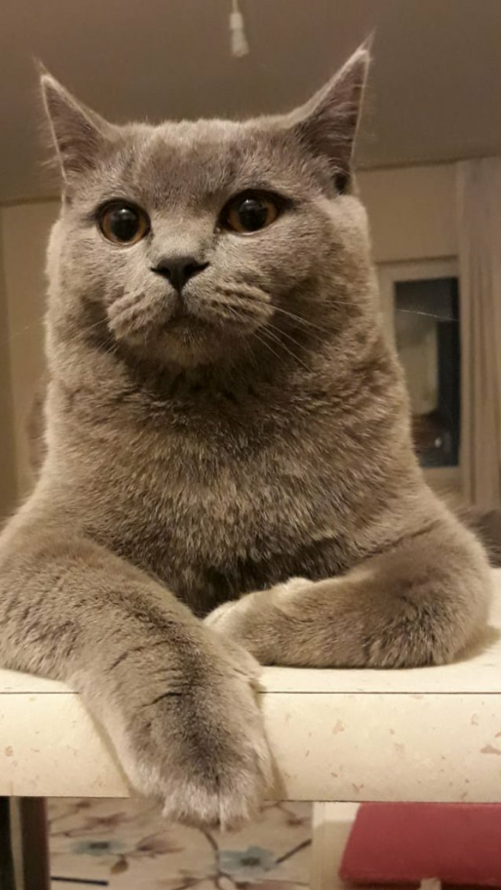 British ogluma es ariyoruz Dost Patiler Kedi Köpek Dünyası Kedi