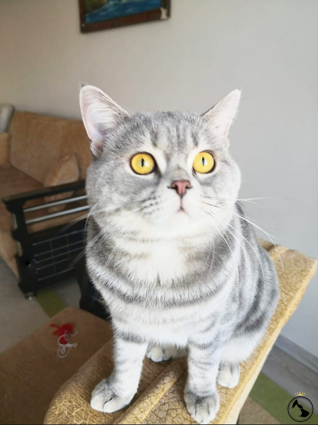 Oğluma eş arıyorum Dost Patiler Kedi Köpek Dünyası Kedi ve