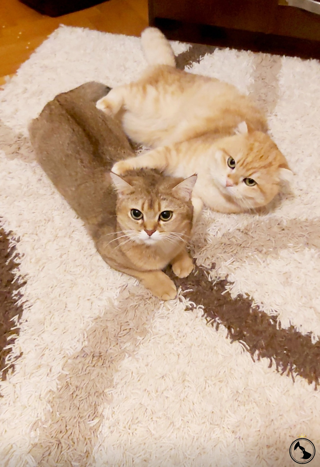 her şeyi yanlış anlayan kedi