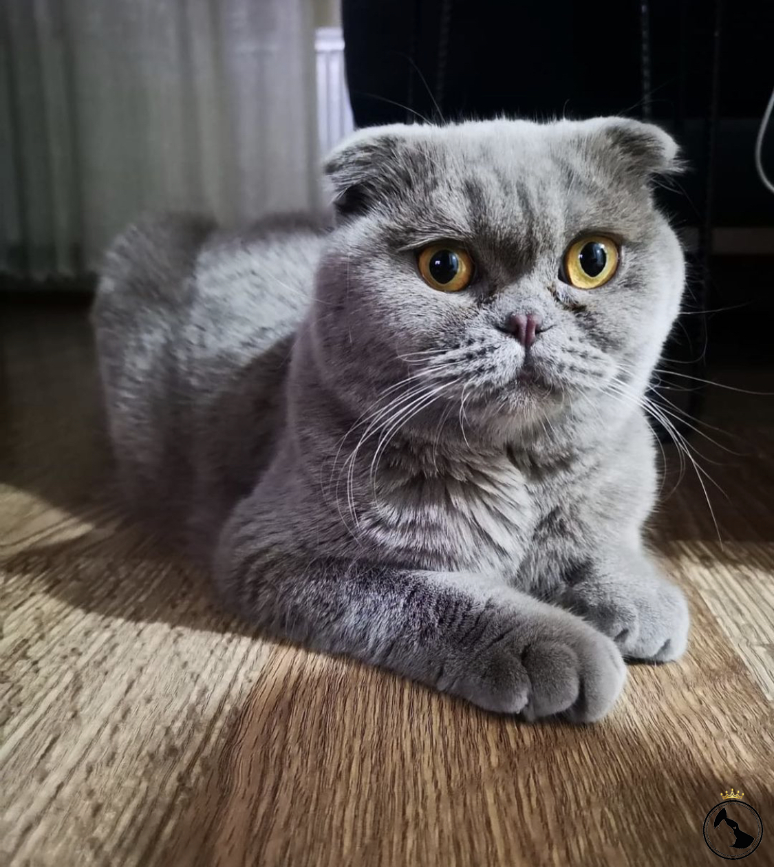 Шотландская вислоухая кошка Боня