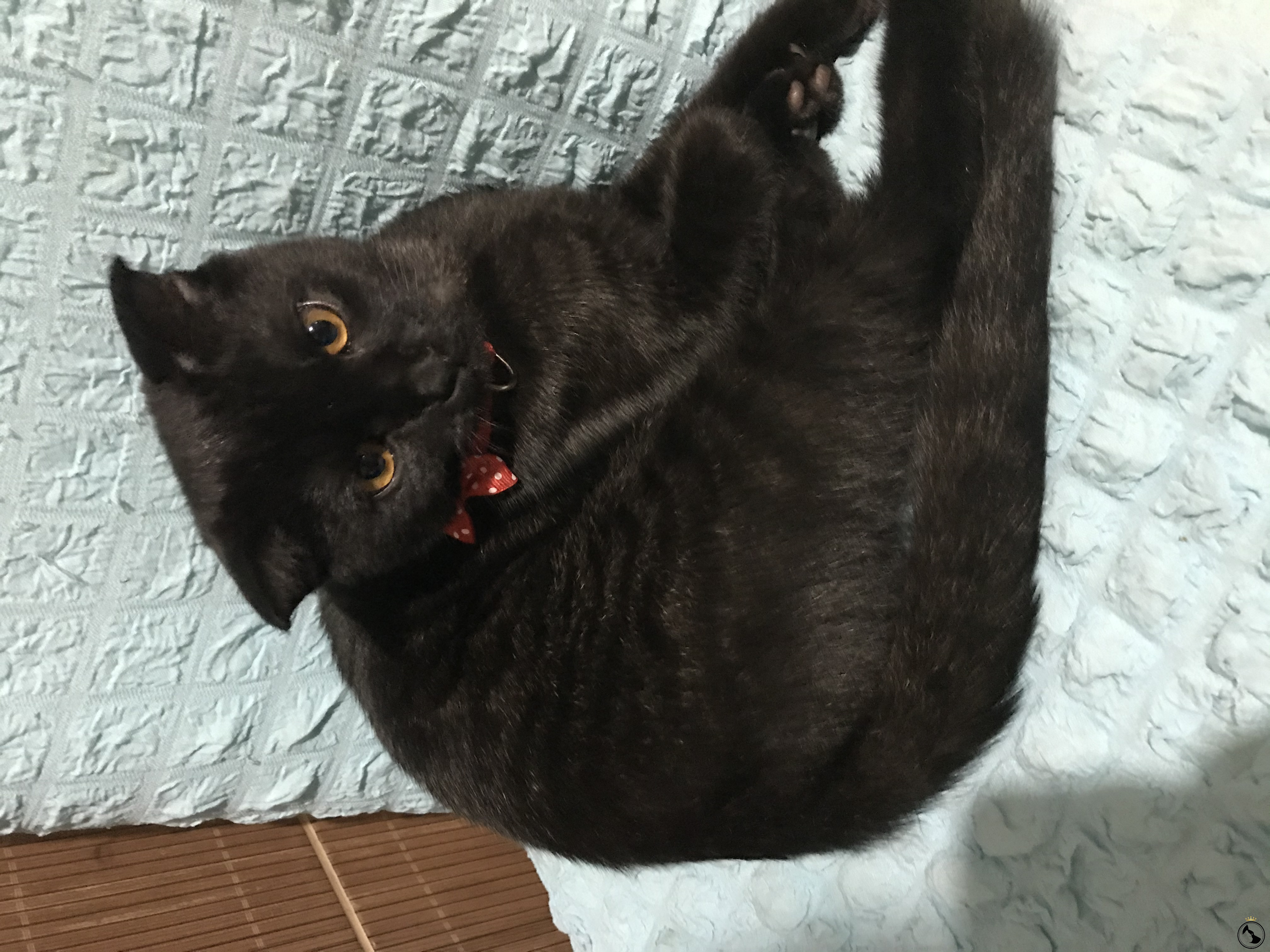 Oğluma eş arıyorum Dost Patiler Kedi Köpek Dünyası Kedi ve