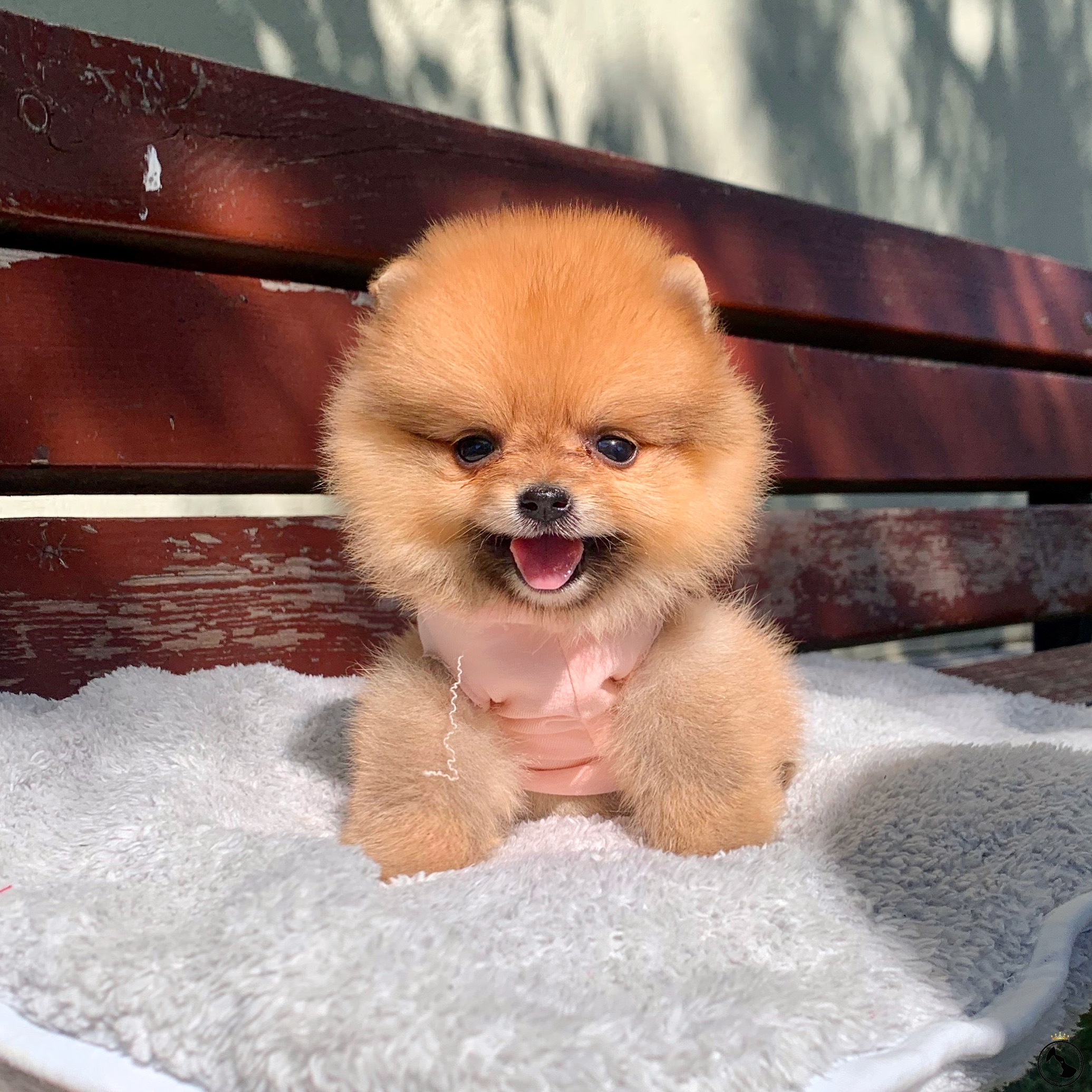 Pomeranian Boo Ayicik Surat Yavrular Insta Yavrukopekkedi Dost Patiler Kedi Kopek Dunyasi Kedi Ve Kopekler Icin Her Sey