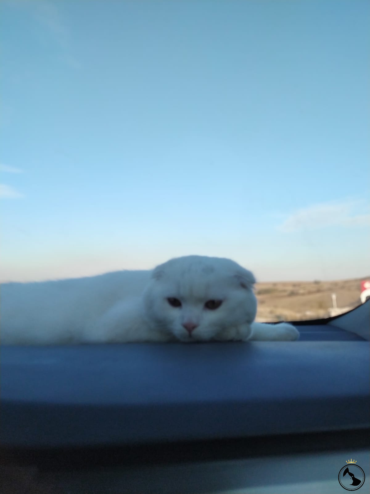 Kedi Ilanlari Dost Patiler Kedi Kopek Dunyasi Kedi Ve Kopekler Icin Her Sey