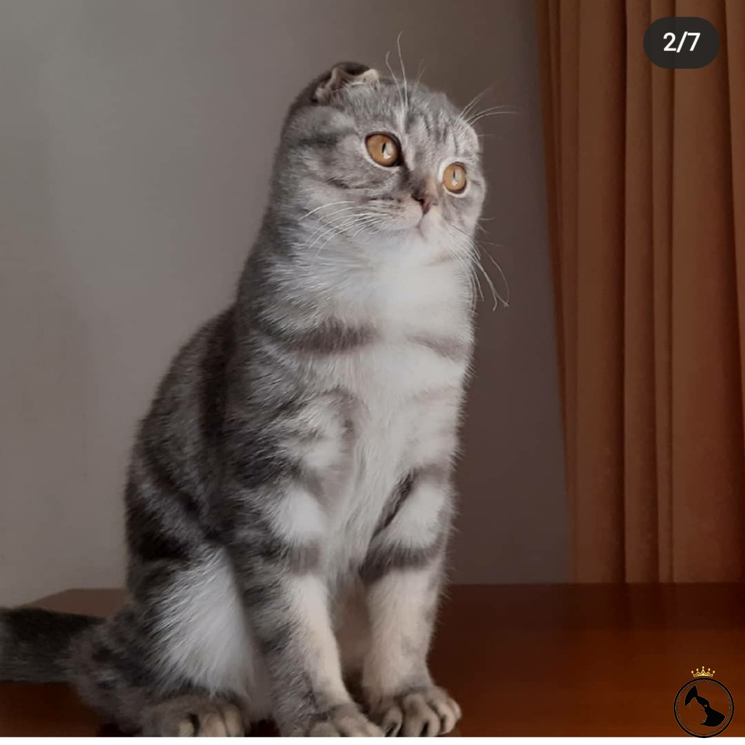 Kizima Beyaz british kedi ariyorum Dost Patiler Kedi