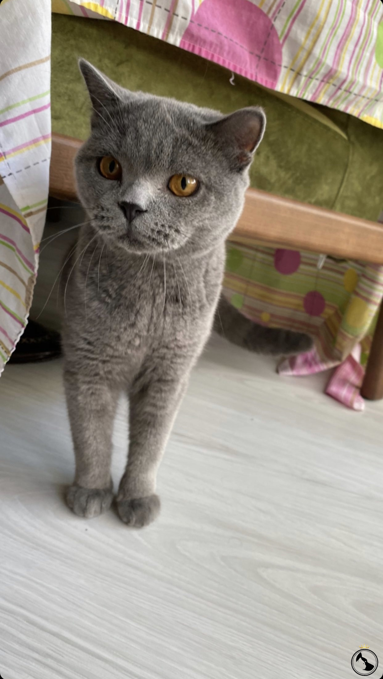 Kedi Ilanlari Dost Patiler Kedi Kopek Dunyasi Kedi Ve Kopekler Icin Her Sey