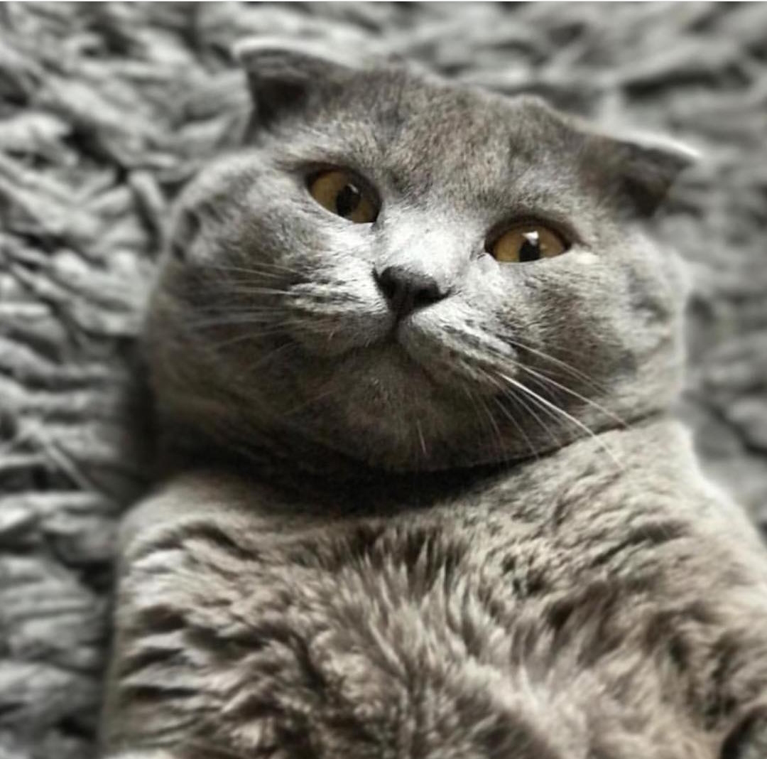 Diyarı İzdivaç Dost Patiler Kedi Köpek Dünyası Kedi ve Köpekler