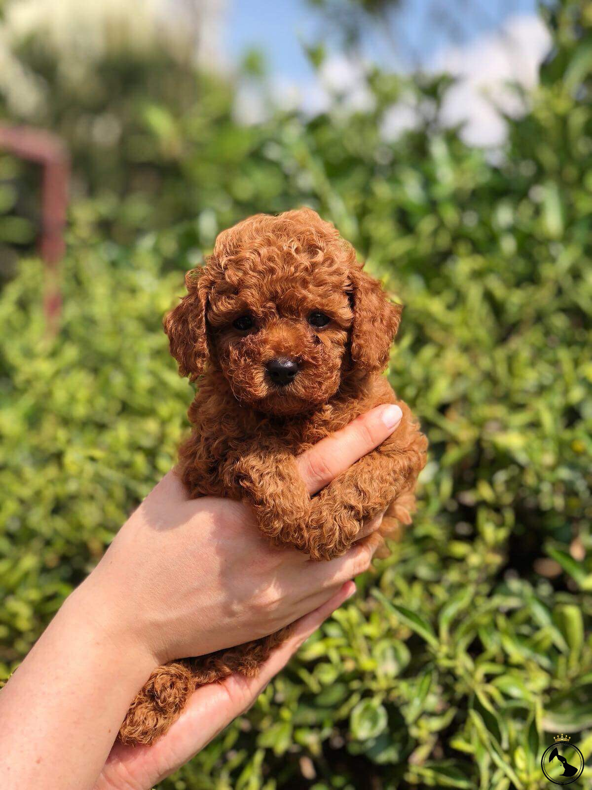 Red Toy Poodle Irk Garantili Yavrular Dost Patiler Kedi Köpek