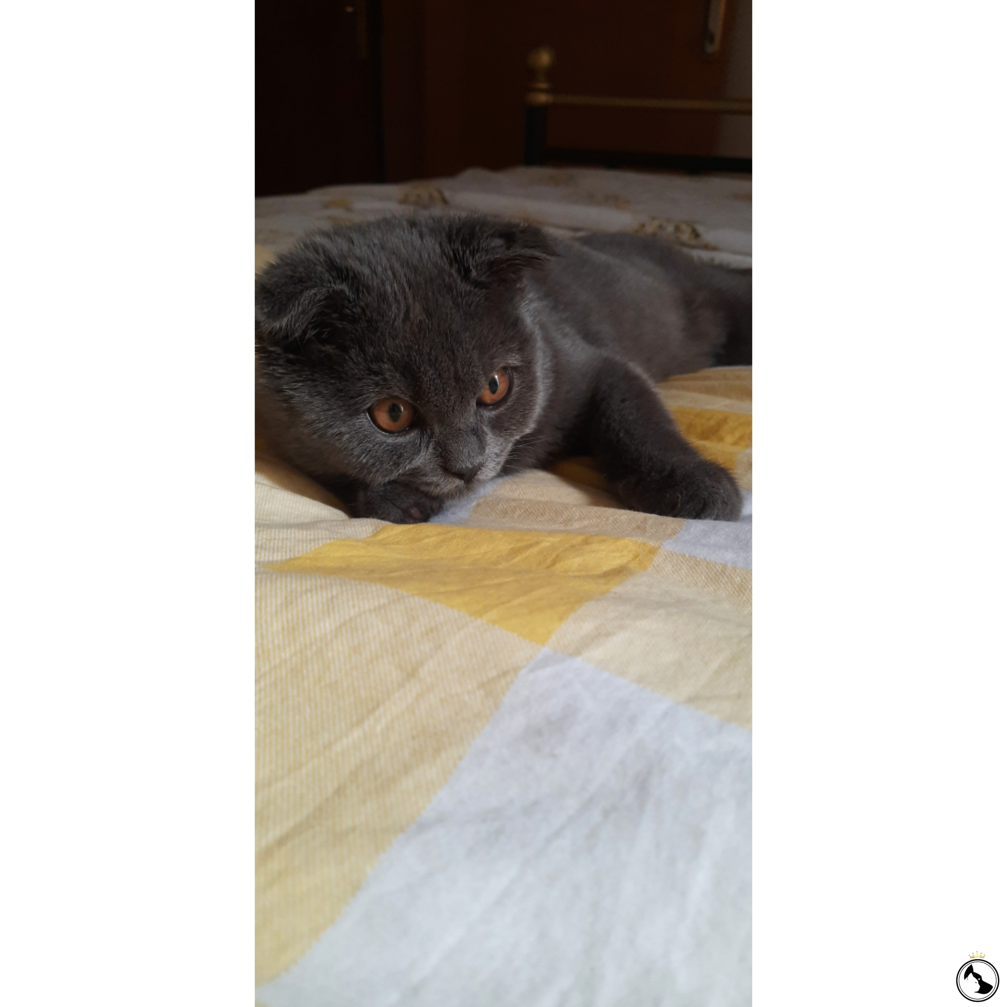 1 yaşında prensimiz Tango�ya eş arıyoruz Dost Patiler Kedi Köpek