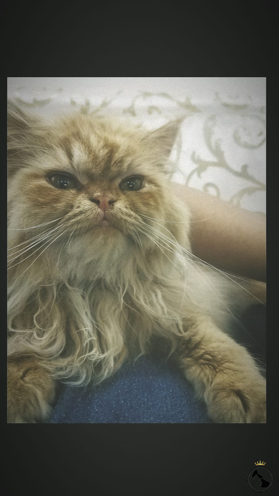 İran Kedisi Dost Patiler Kedi Köpek Dünyası Kedi ve Köpekler İçin