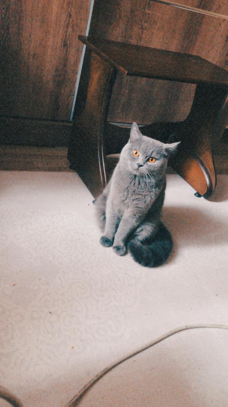 Eş bulma Dost Patiler Kedi Köpek Dünyası Kedi ve Köpekler İçin