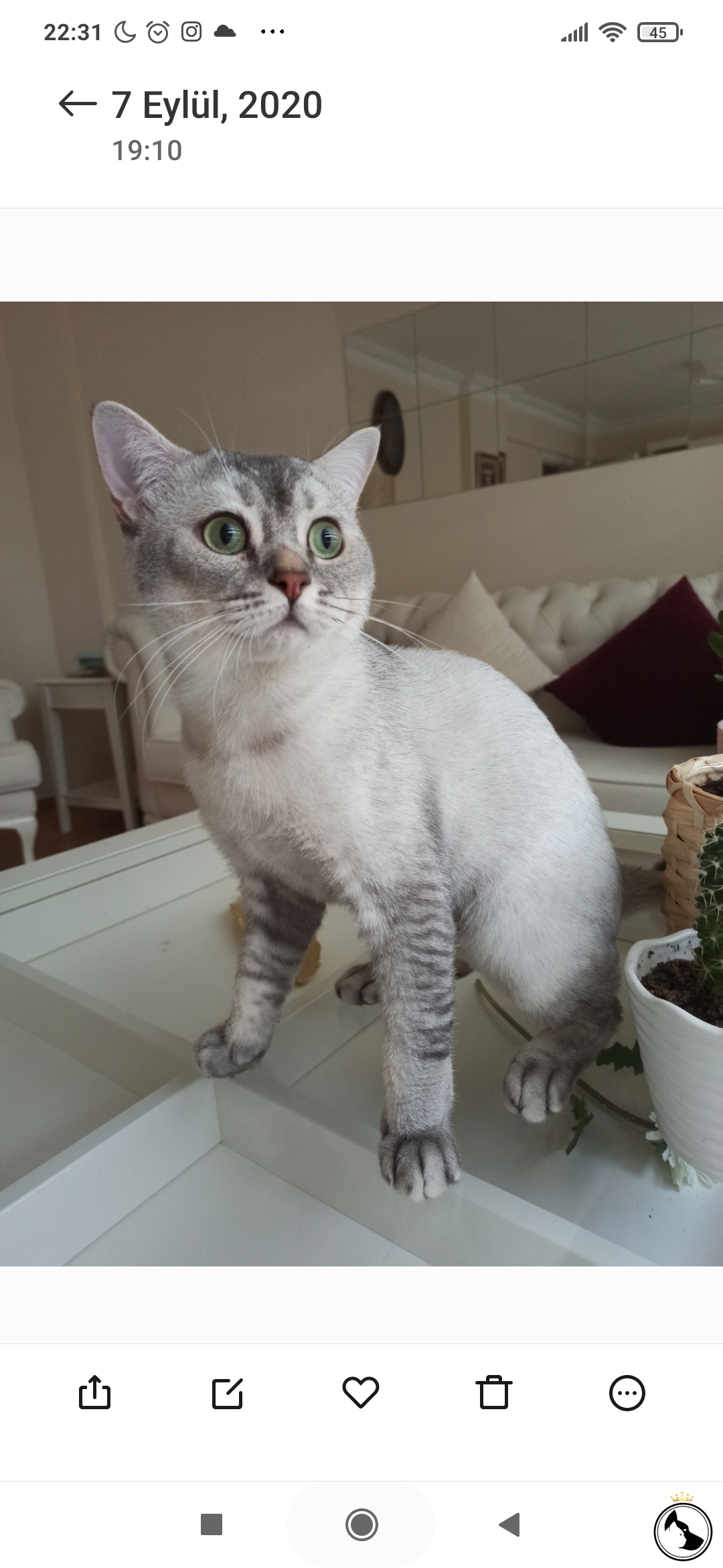 Silver ns11 erkek Dost Patiler Kedi Köpek Dünyası Kedi ve