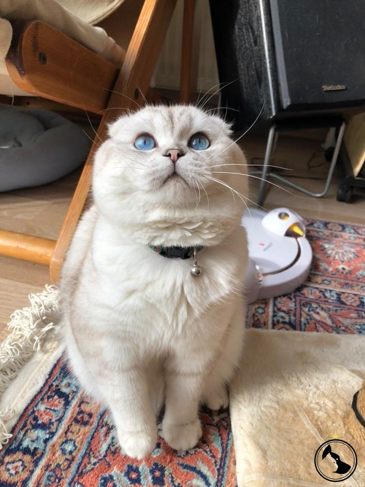 Kedi İlanları Dost Patiler Kedi Köpek Dünyası Kedi ve Köpekler