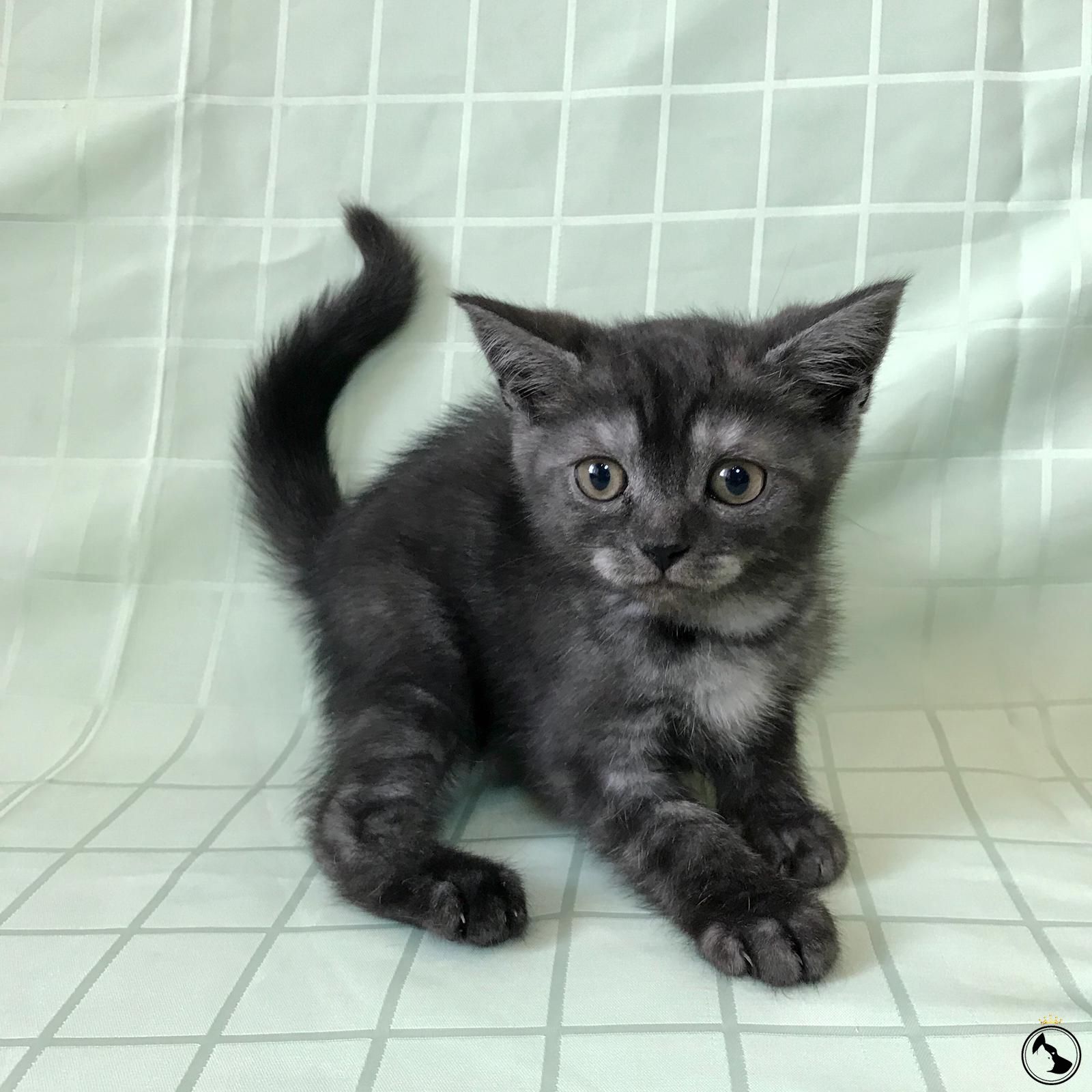 İlan Bulunamadı.. Dost Patiler Kedi Köpek Dünyası Kedi ve