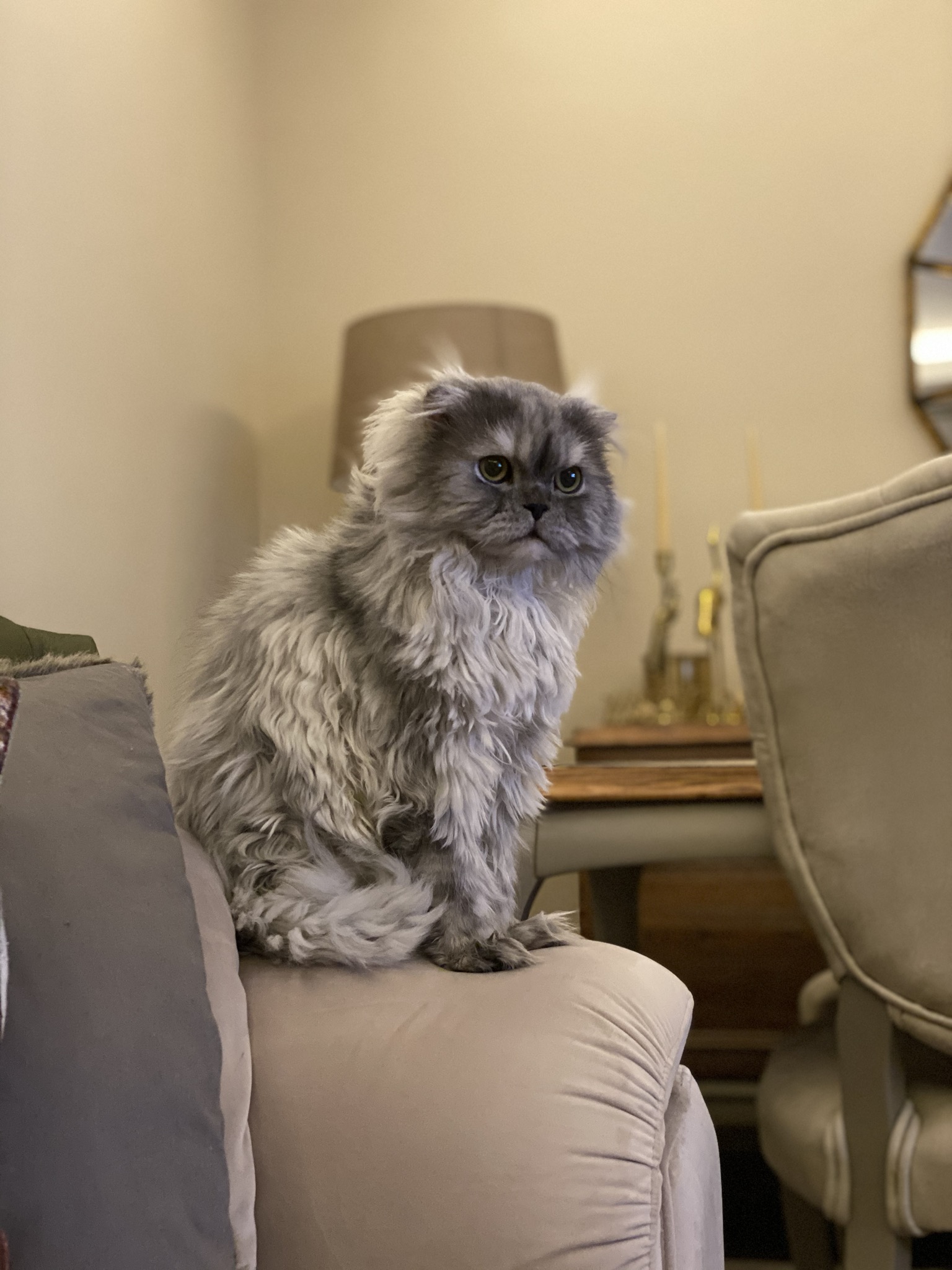 Erkek kedimize eş aranıyor Dost Patiler Kedi Köpek Dünyası Kedi