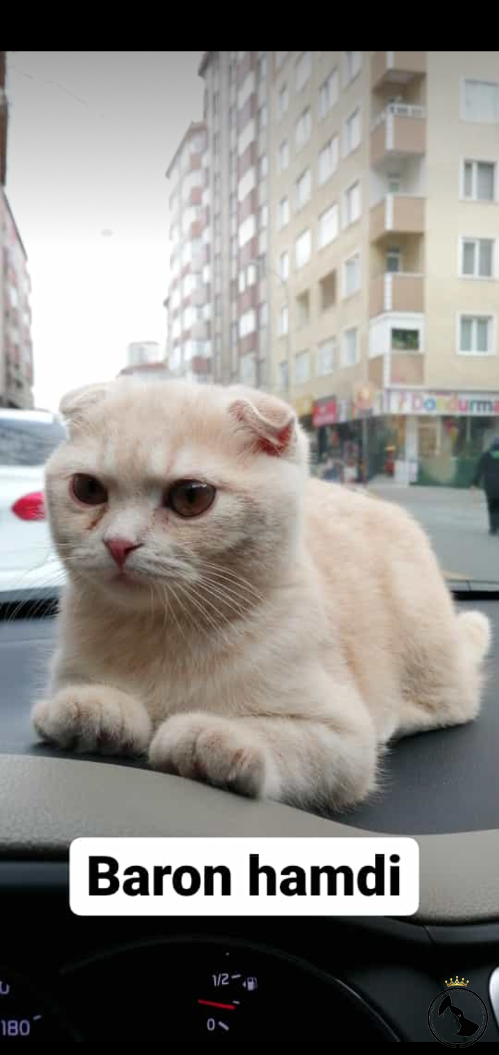 Eş Bulma Dost Patiler Kedi Köpek Dünyası Kedi ve Köpekler İçin
