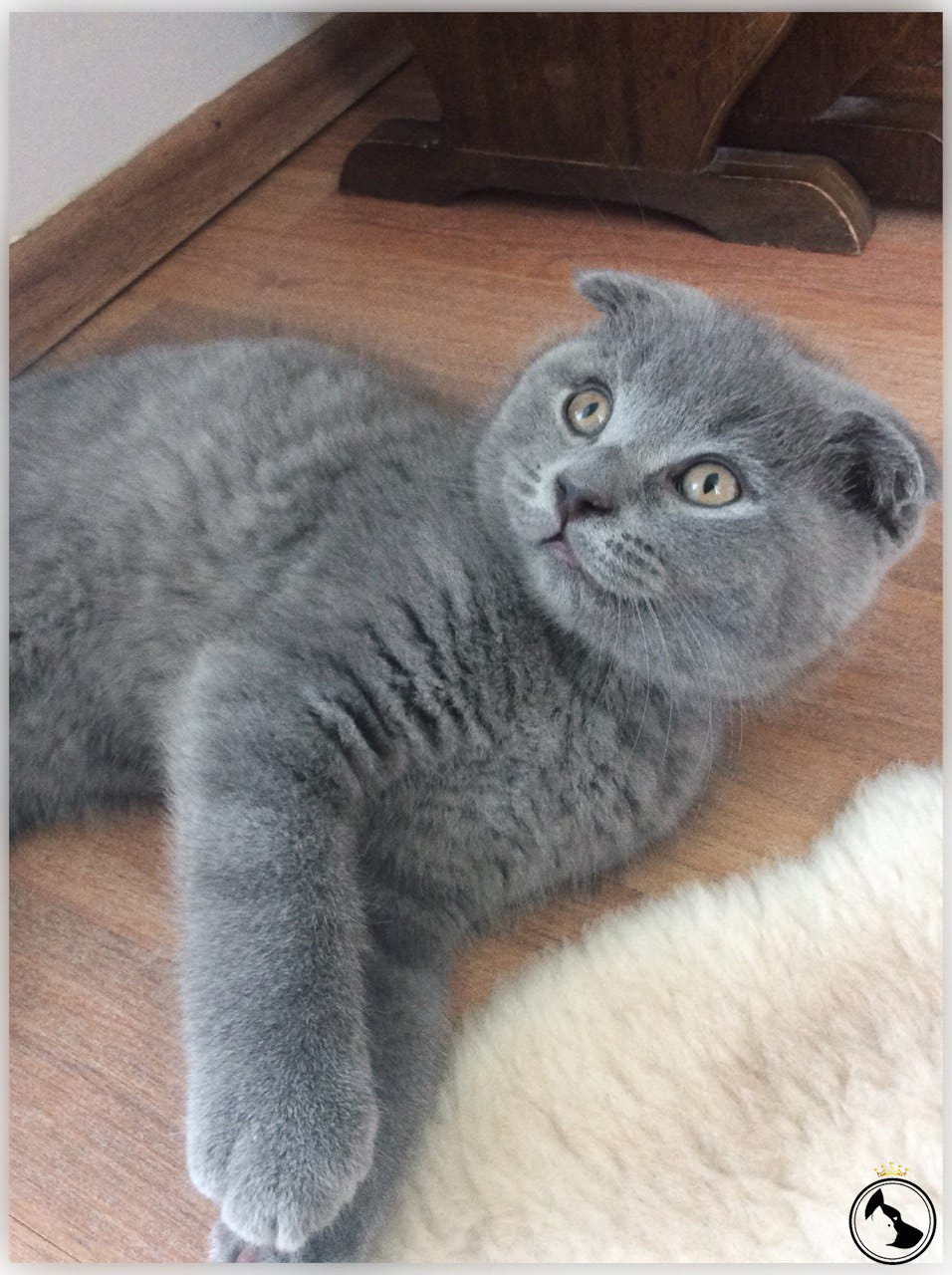 Kedime eş arıyorum Dost Patiler Kedi Köpek Dünyası Kedi ve