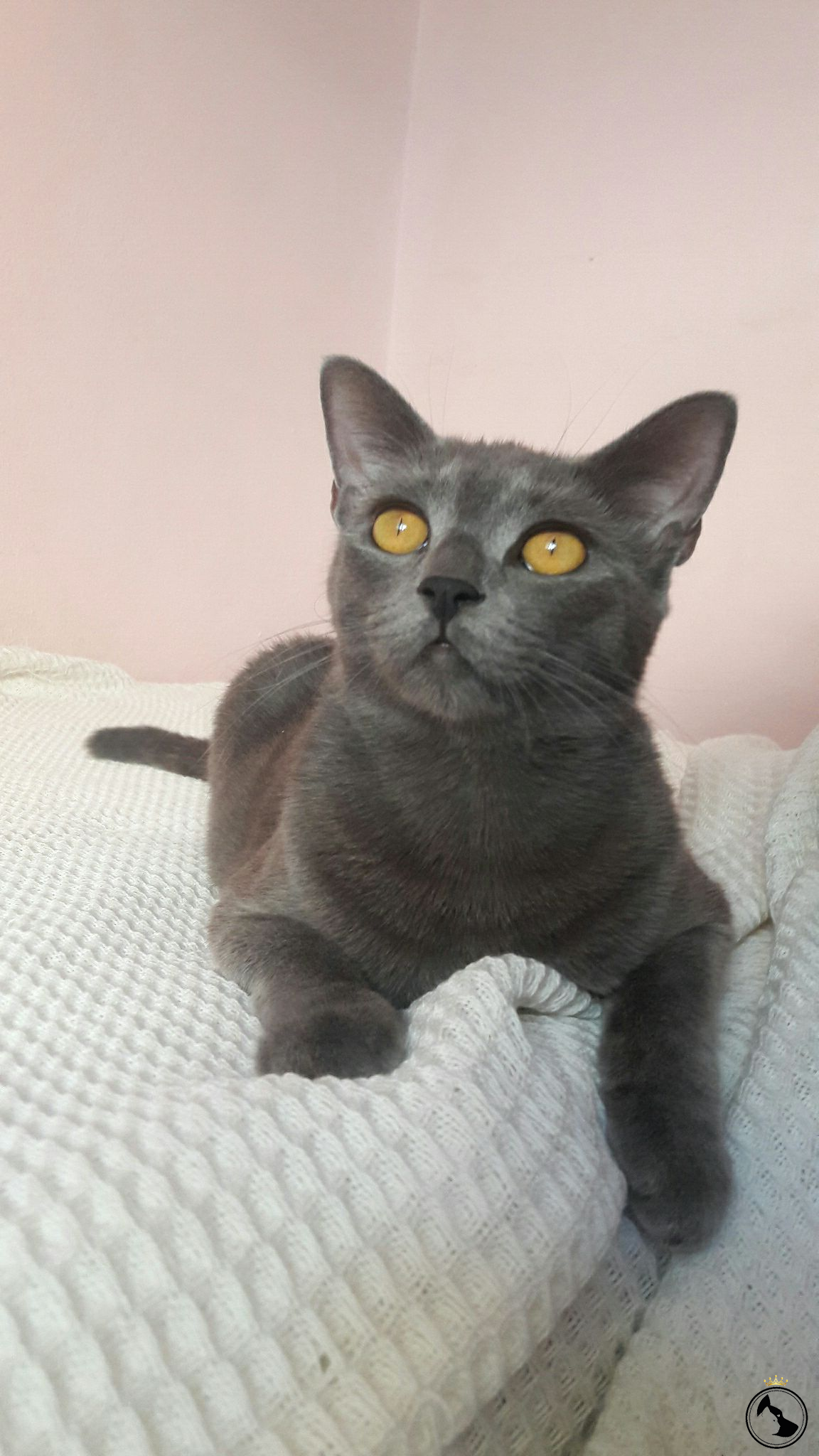 Kızıma damat arıyorum Dost Patiler Kedi Köpek Dünyası Kedi ve