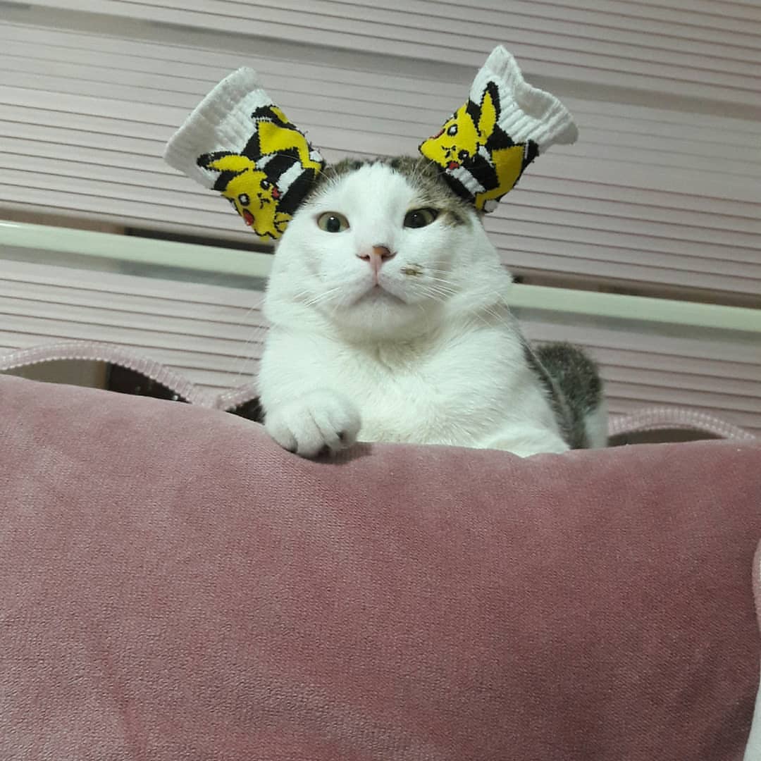 kedi ve köpek