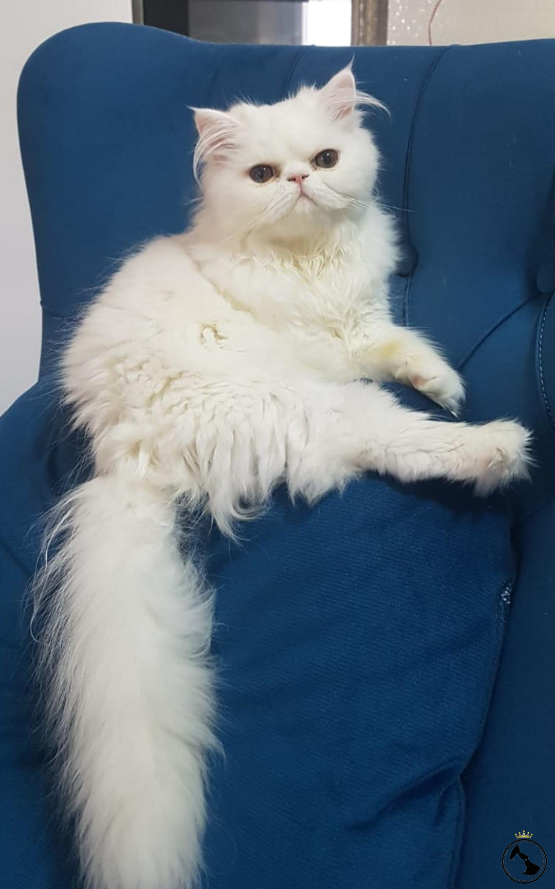 Samsun Kedi Sahiplendirme