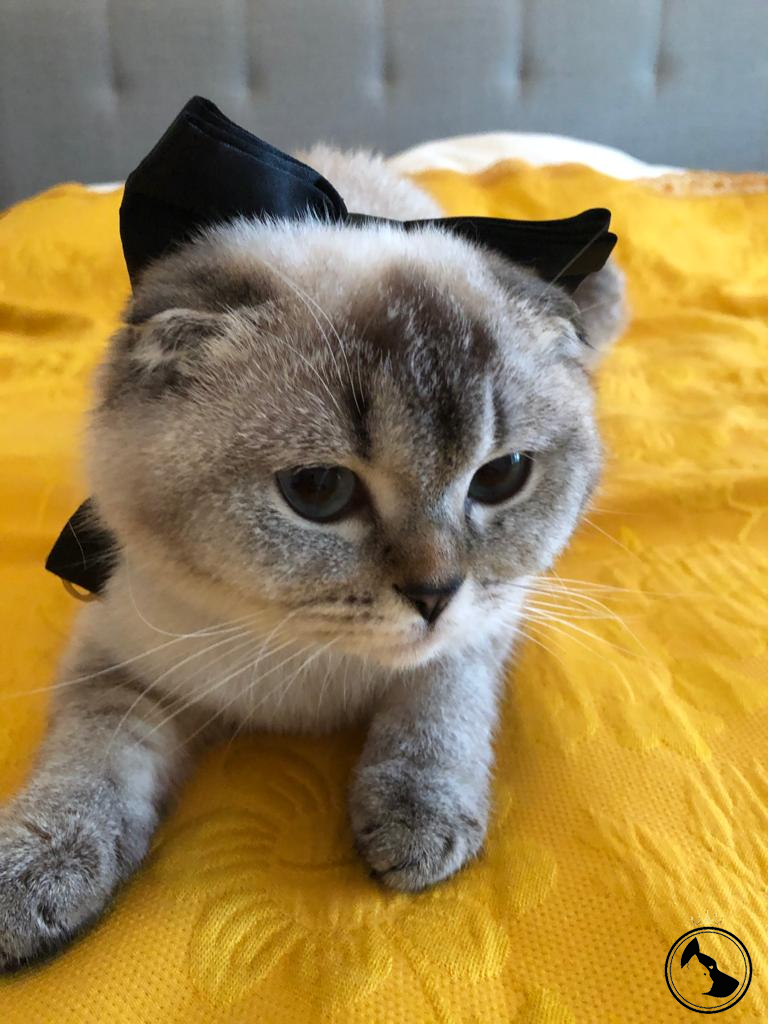 İlan Bulunamadı.. Dost Patiler Kedi Köpek Dünyası Kedi ve