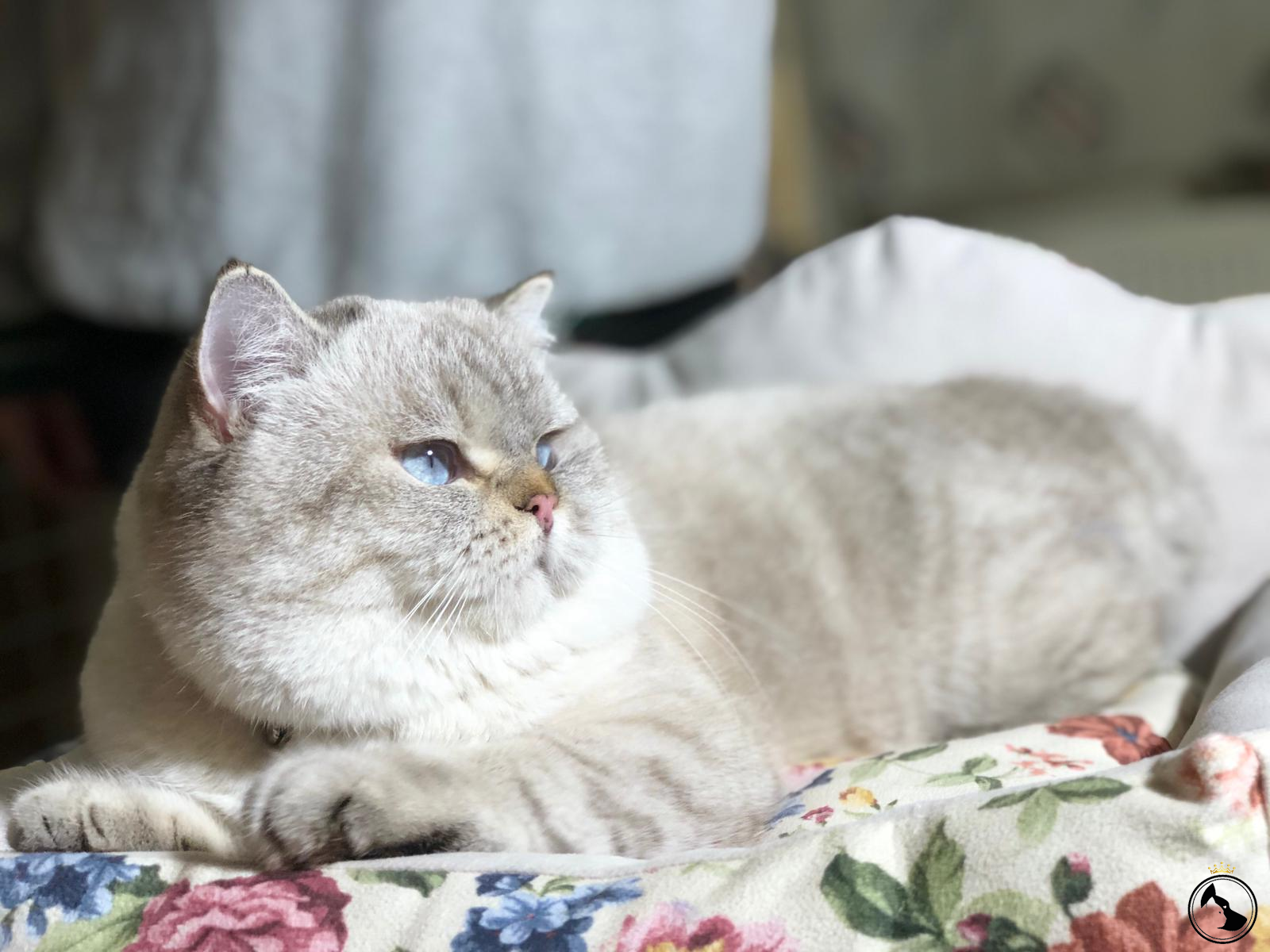 Kedi Ilanlari Dost Patiler Kedi Kopek Dunyasi Kedi Ve Kopekler Icin Her Sey