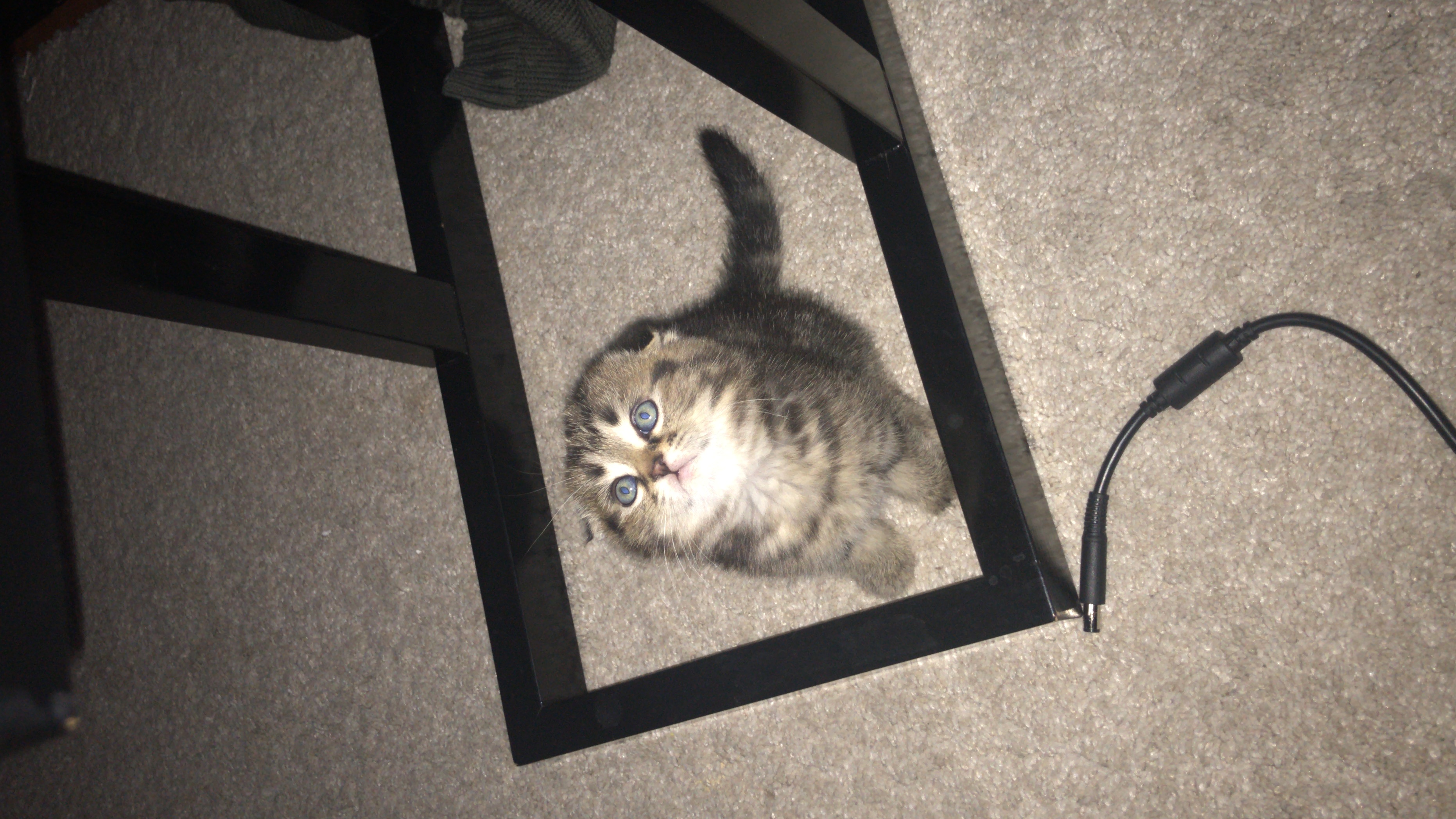 1,5 aylık Scotish fold yavru Dost Patiler Kedi Köpek Dünyası Kedi