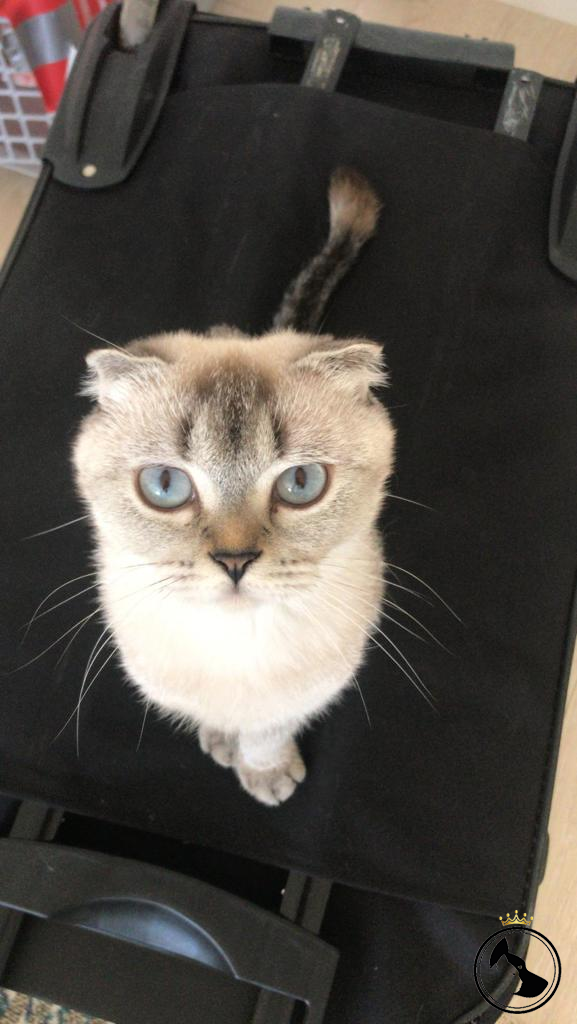 İlan Bulunamadı.. Dost Patiler Kedi Köpek Dünyası Kedi ve