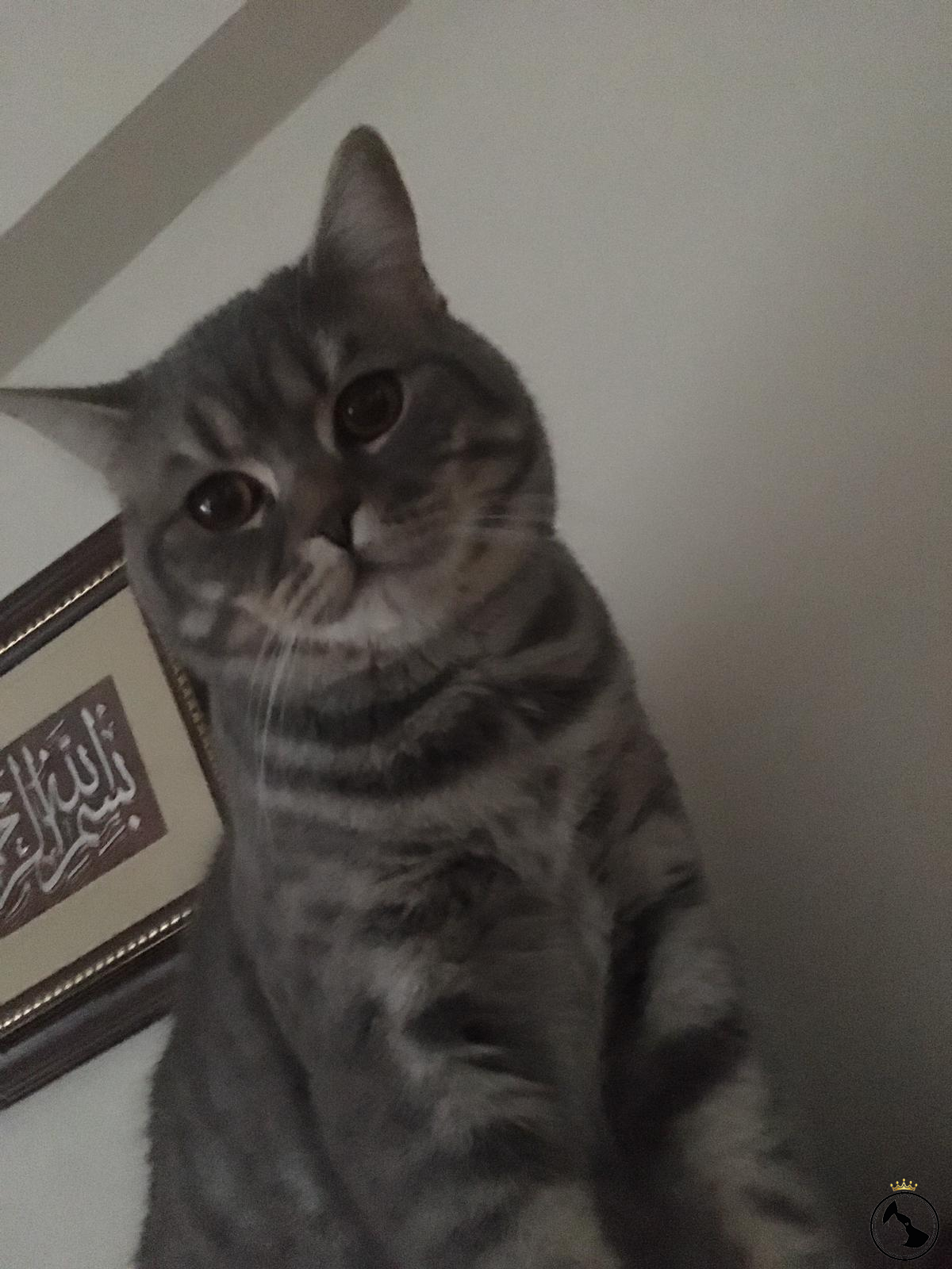 British Shorthair Whiskas Erkek Dost Patiler Kedi Köpek Dünyası