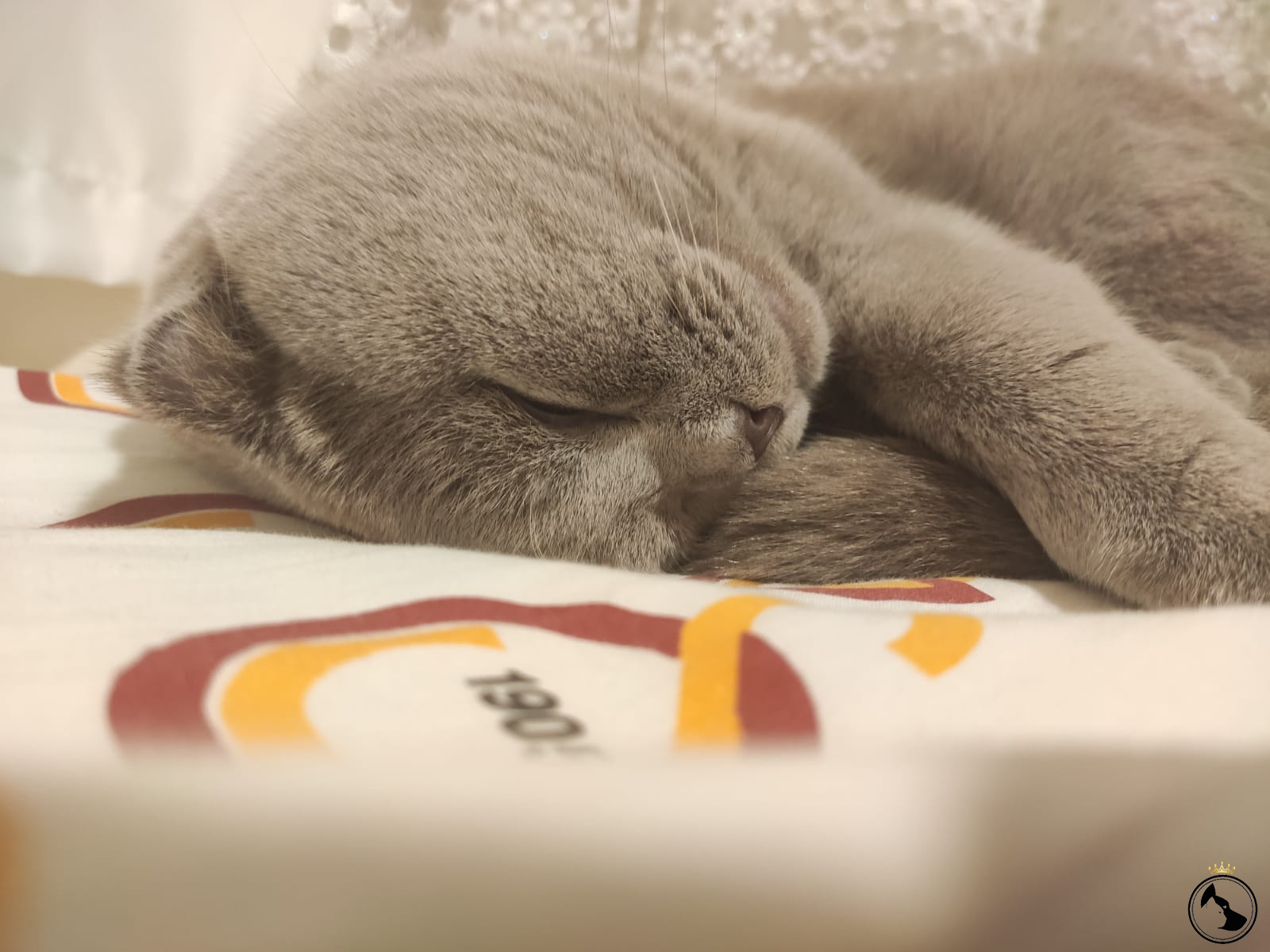 Scottish Fold Oğlum Teslaya Eş Arıyoruz Dost Patiler Kedi Köpek