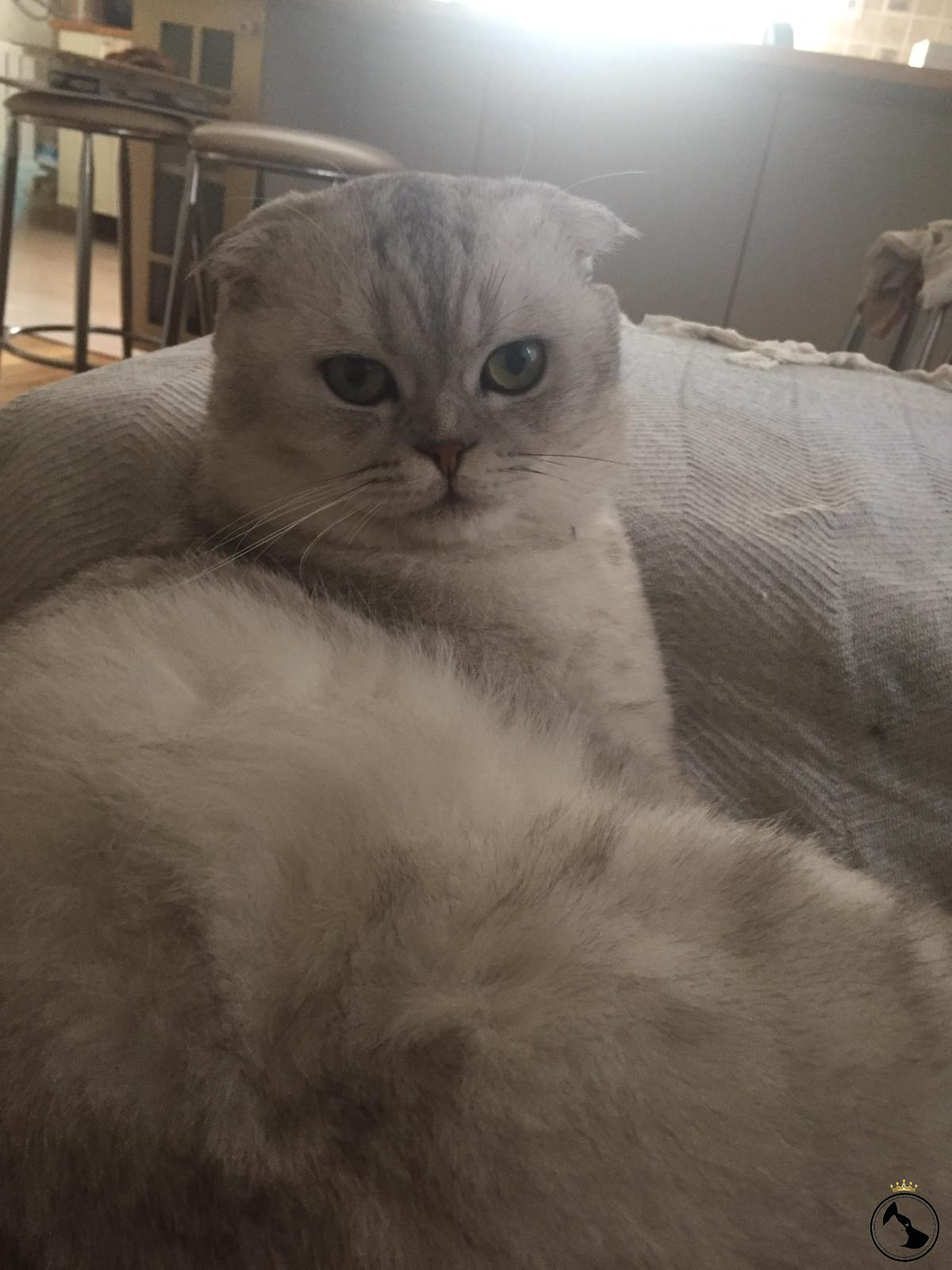 Oğlumuz kızgınlık döneminde, dişi kedi arıyoruz Dost Patiler Kedi