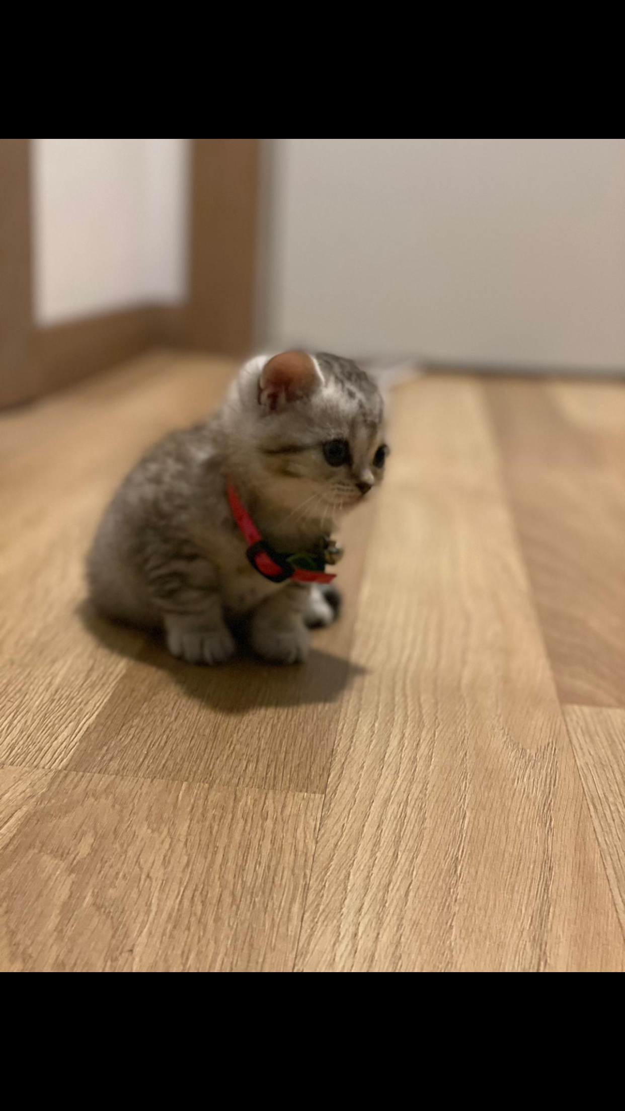 Kedı Dost Patiler Kedi Köpek Dünyası Kedi ve Köpekler İçin Her şey